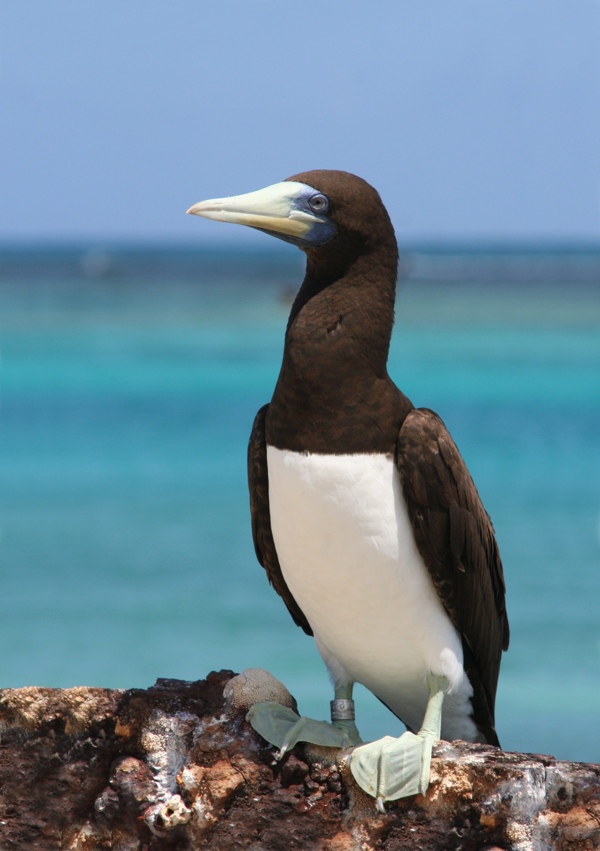 animal, animals In The Wild, rock, Brown Booby, animal wildlife, outdoors, sea, animal themes, brown booby tern, solid, perching, posing, nature, no people, Phone HD Wallpaper