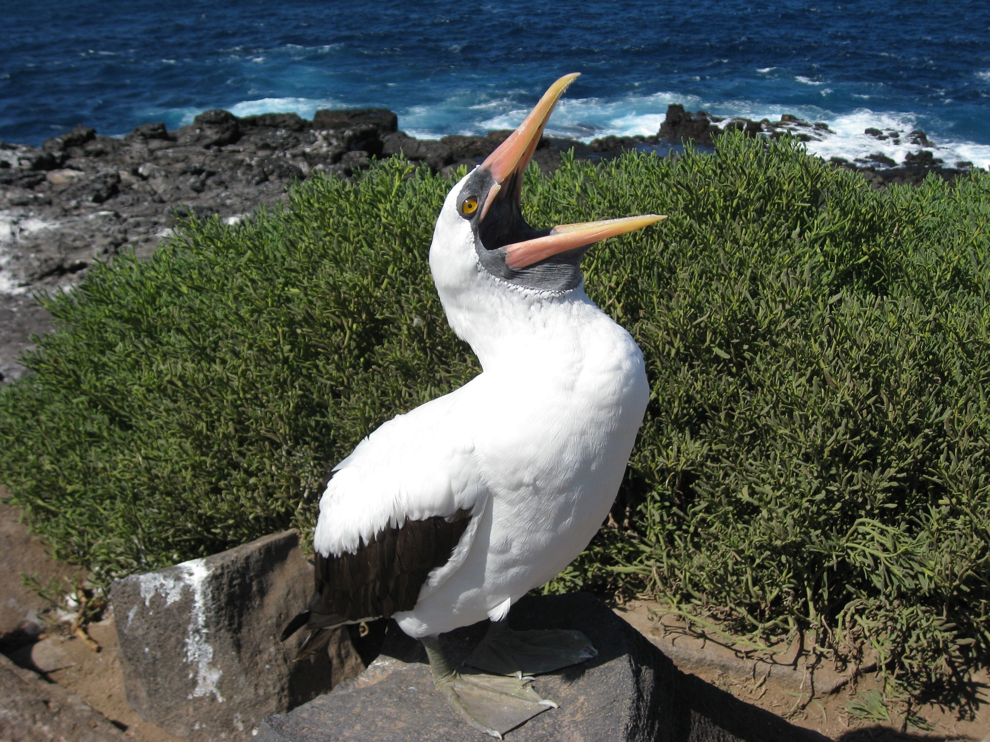 coastline, sit, vertebrate, bird, white, animal, sea Bird, beak, standing, 2K, rock, full length, white color, sea, beauty In Nature, wildlife, plant, HD Wallpaper