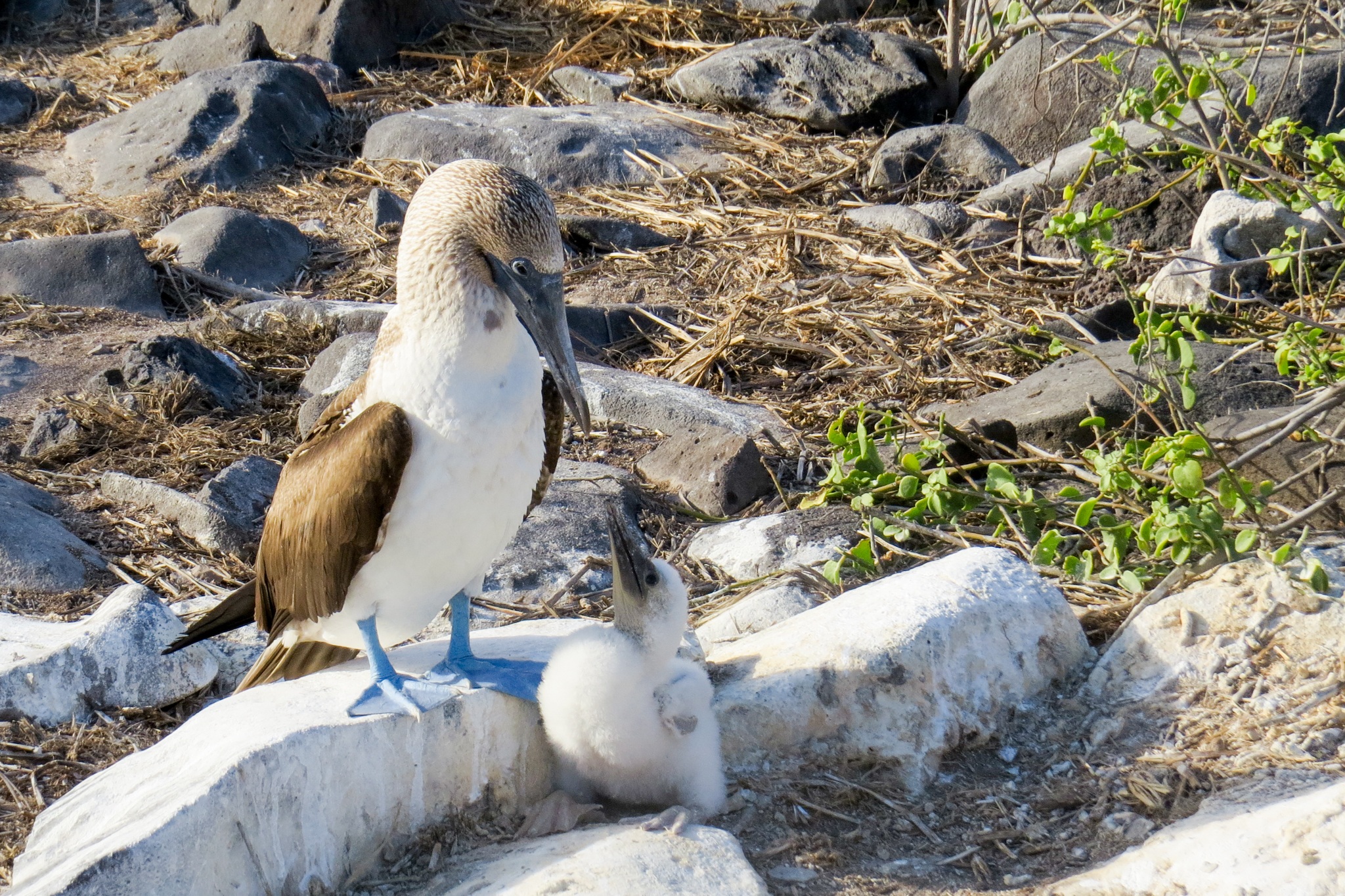 young animal, two animals, blue-footed booby, group of animals, water, beach, booby, 1080P, animal, no people, nature, rock - object, galapagos, animal wildlife, HD Wallpaper