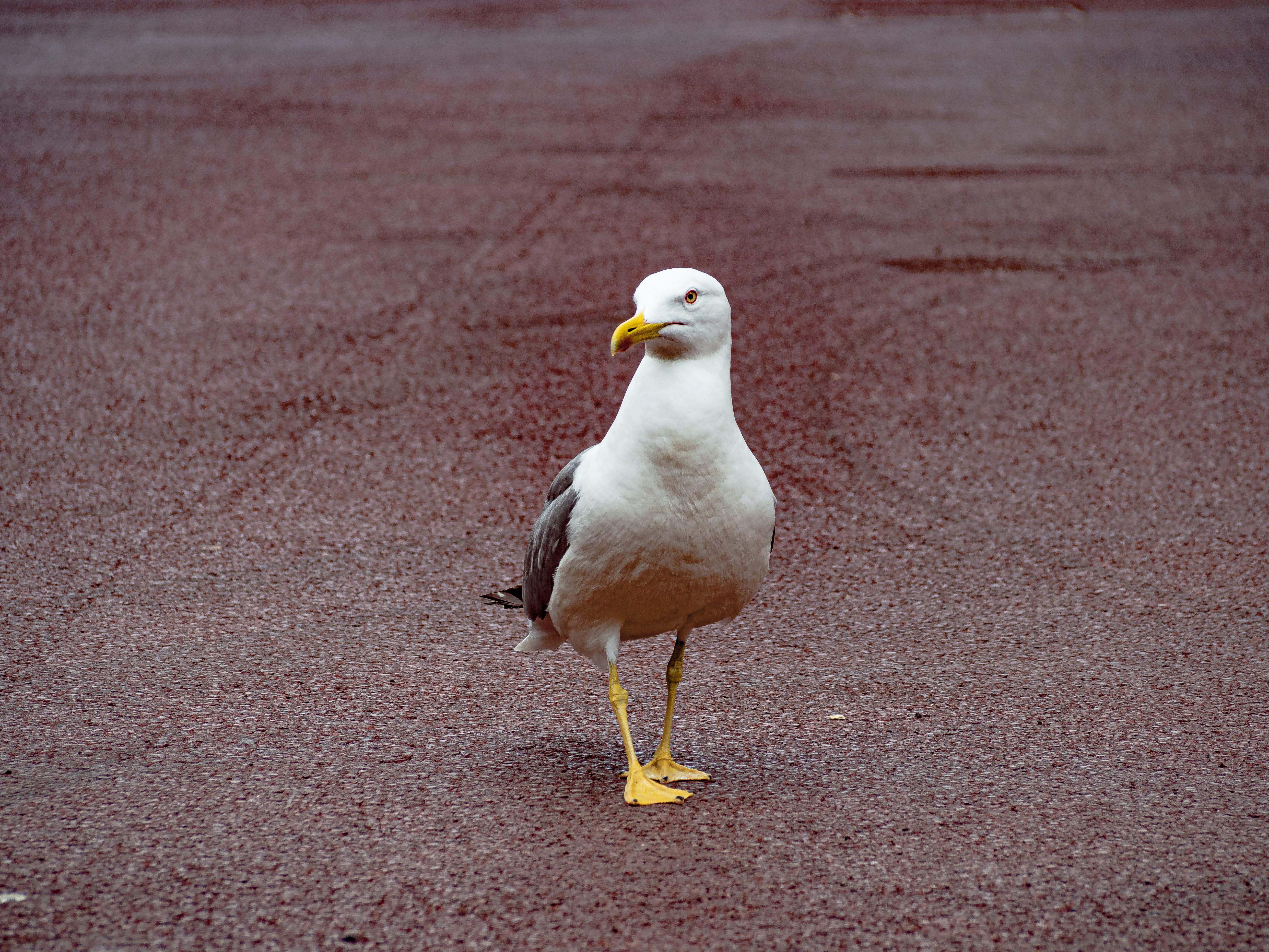 fish, no people, land, looking, blackbird, animal wildlife, animal, close-up, booby, 5K, herring, ground, focus on foreground, sea bird, duck, beak, asphalt, HD Wallpaper