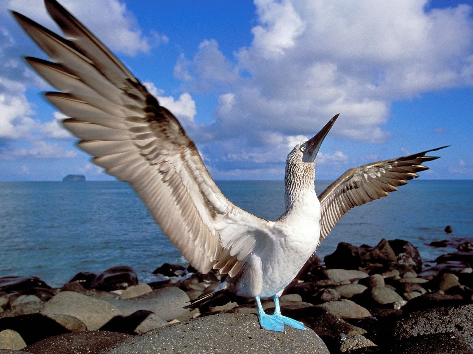 Blue-Footed Booby, Bird, Birds, Animal, 720P, HD Wallpaper