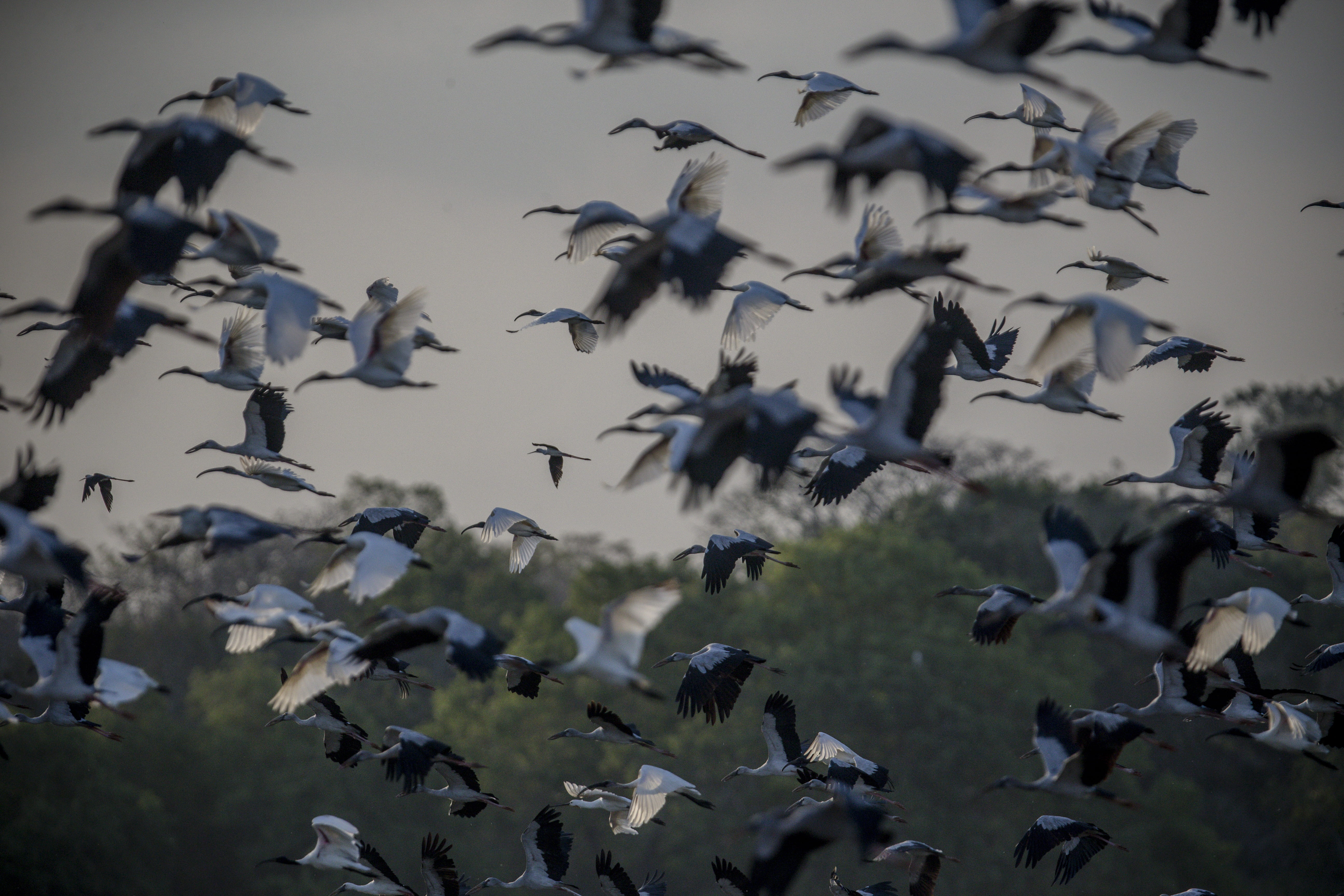 large group of animals, flock of birds, animal, low angle view, blackbird, beauty in nature, swallow, animals in the wild, group of animals, flying, seagull, HD Wallpaper