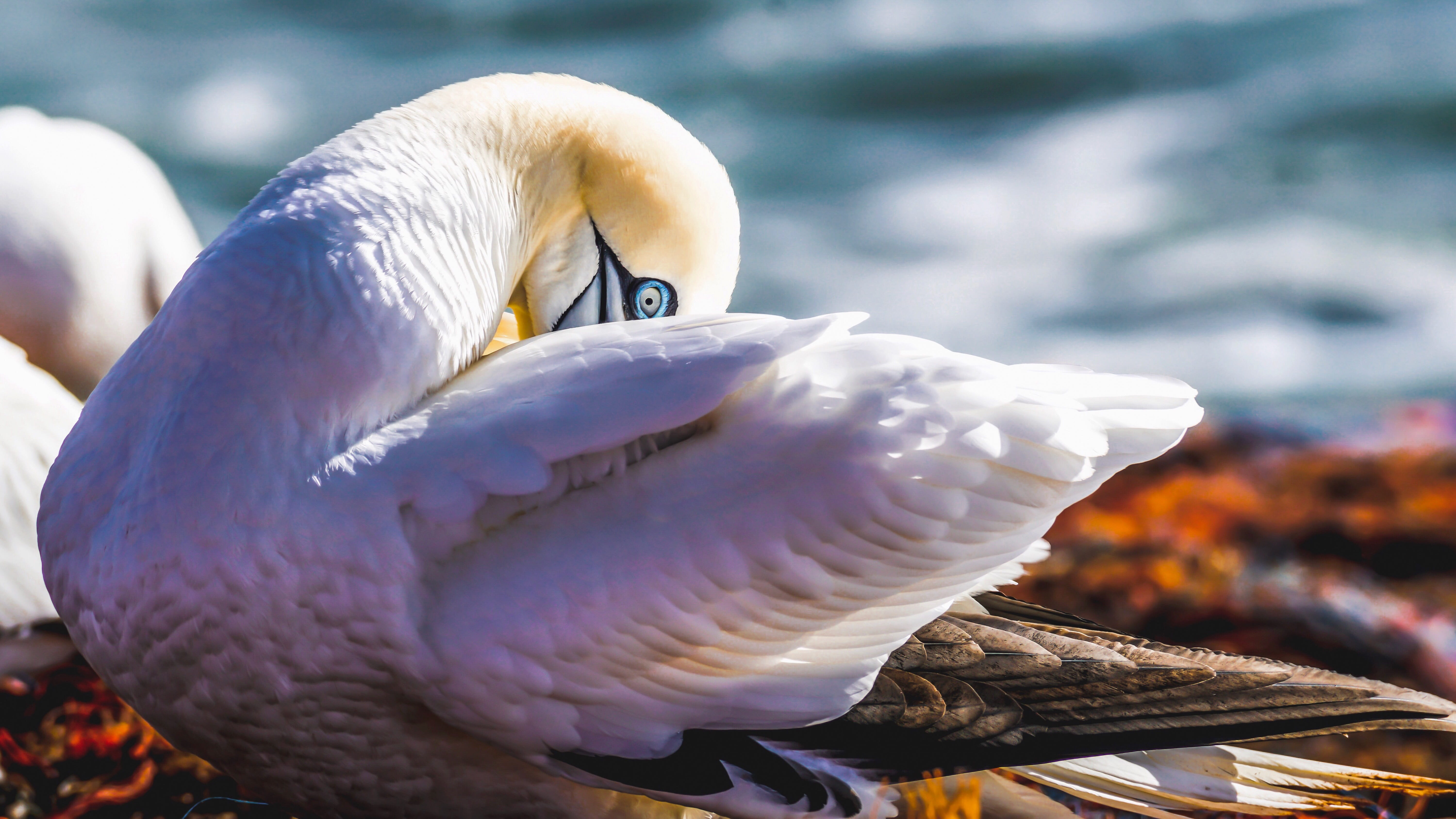 beauty in nature, white, animal, animal body part, close-up, day, close up, schwimmvogel, feather, outdoors, animal world, swan, white color, north sea, HD Wallpaper