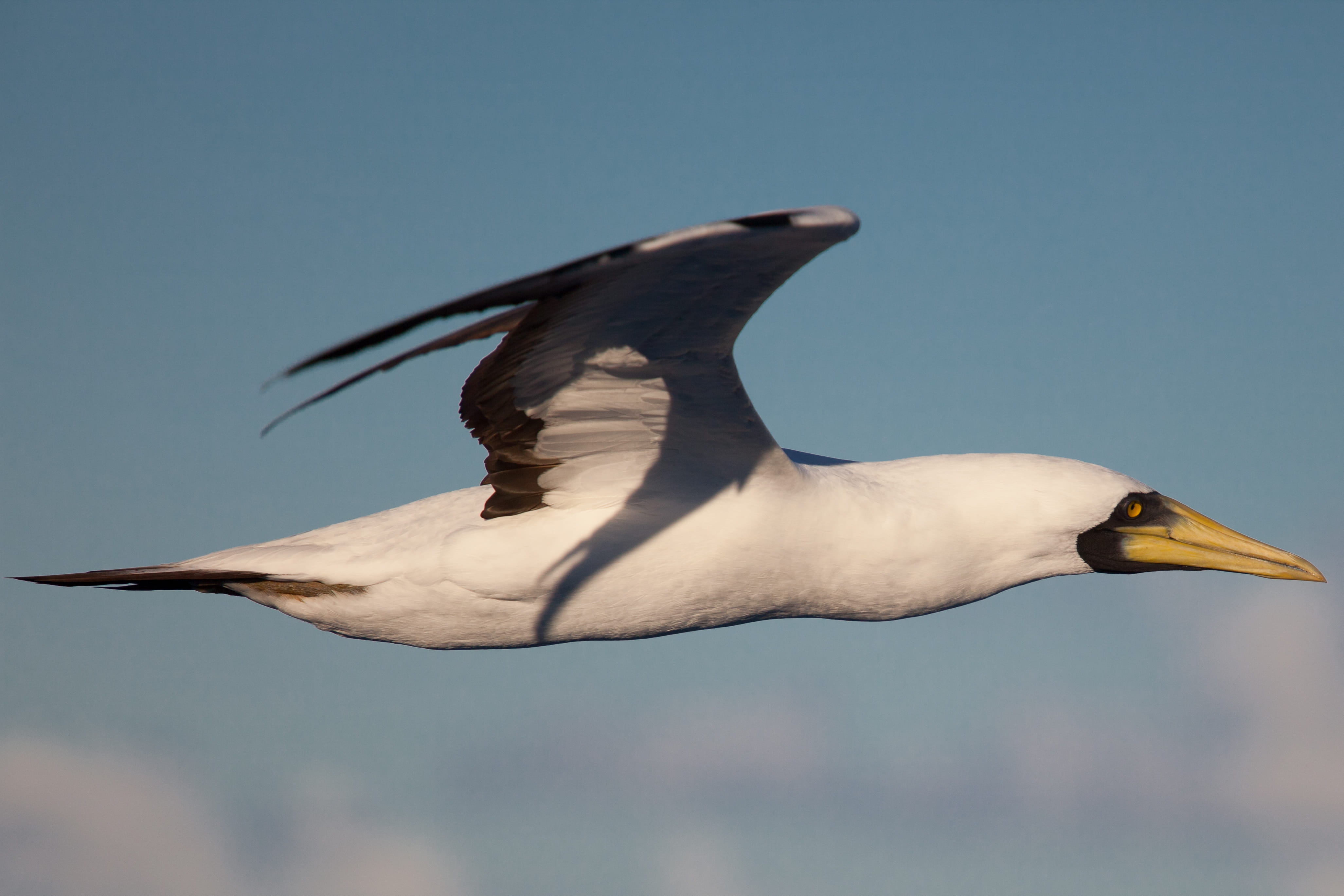 animal, mid-air, day, blue, sky, spread wings, no people, animal themes, 4K, bird, vertebrate, nature, atlantic ocean, clear sky, focus on foreground, HD Wallpaper