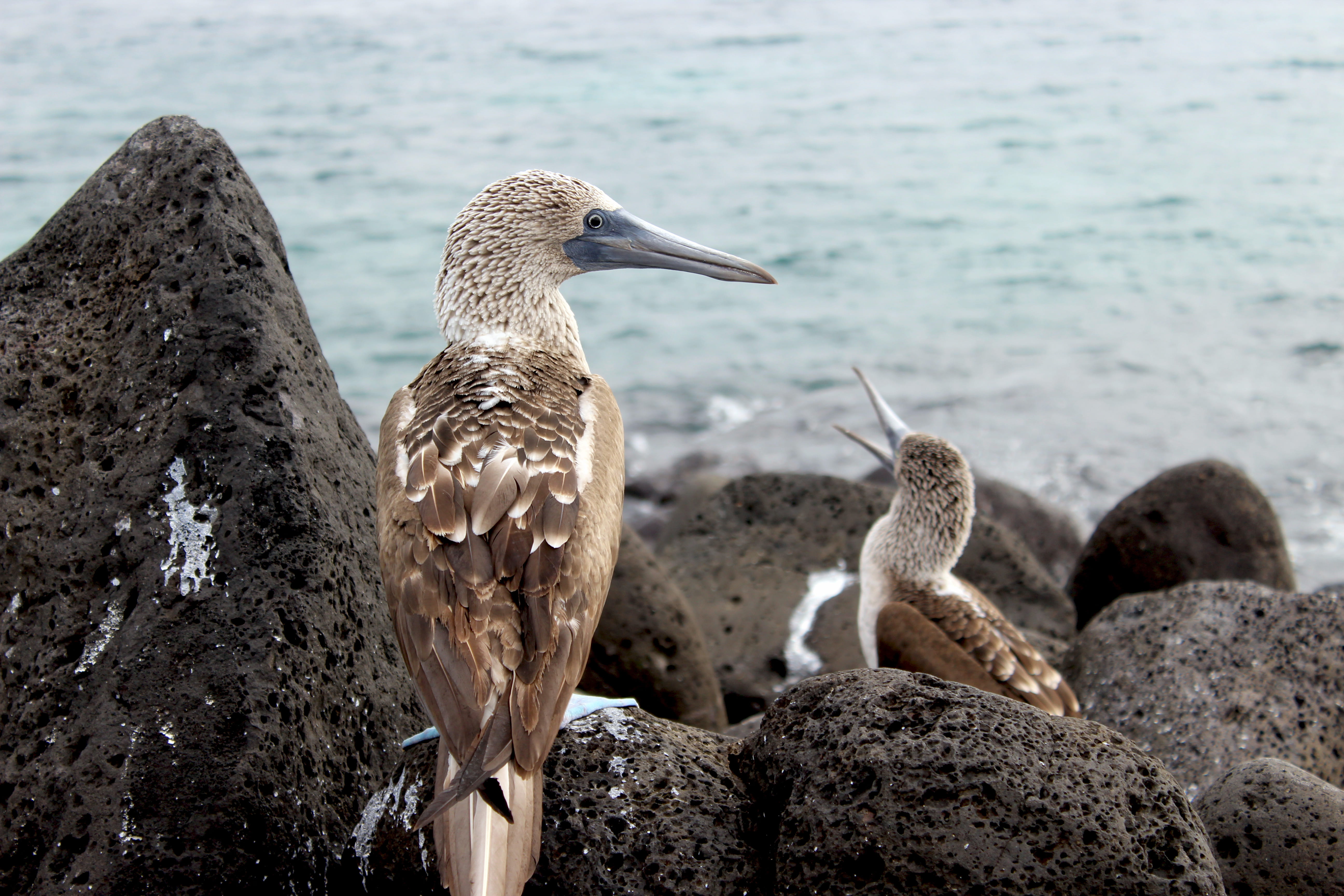oiseaux, animals in the wild, vertebrate, beach, solid, animal, ecuador, beak, water, rock - object, galapagos, punta carola, sea, san cristobal, puerto baquerizo moreno, HD Wallpaper