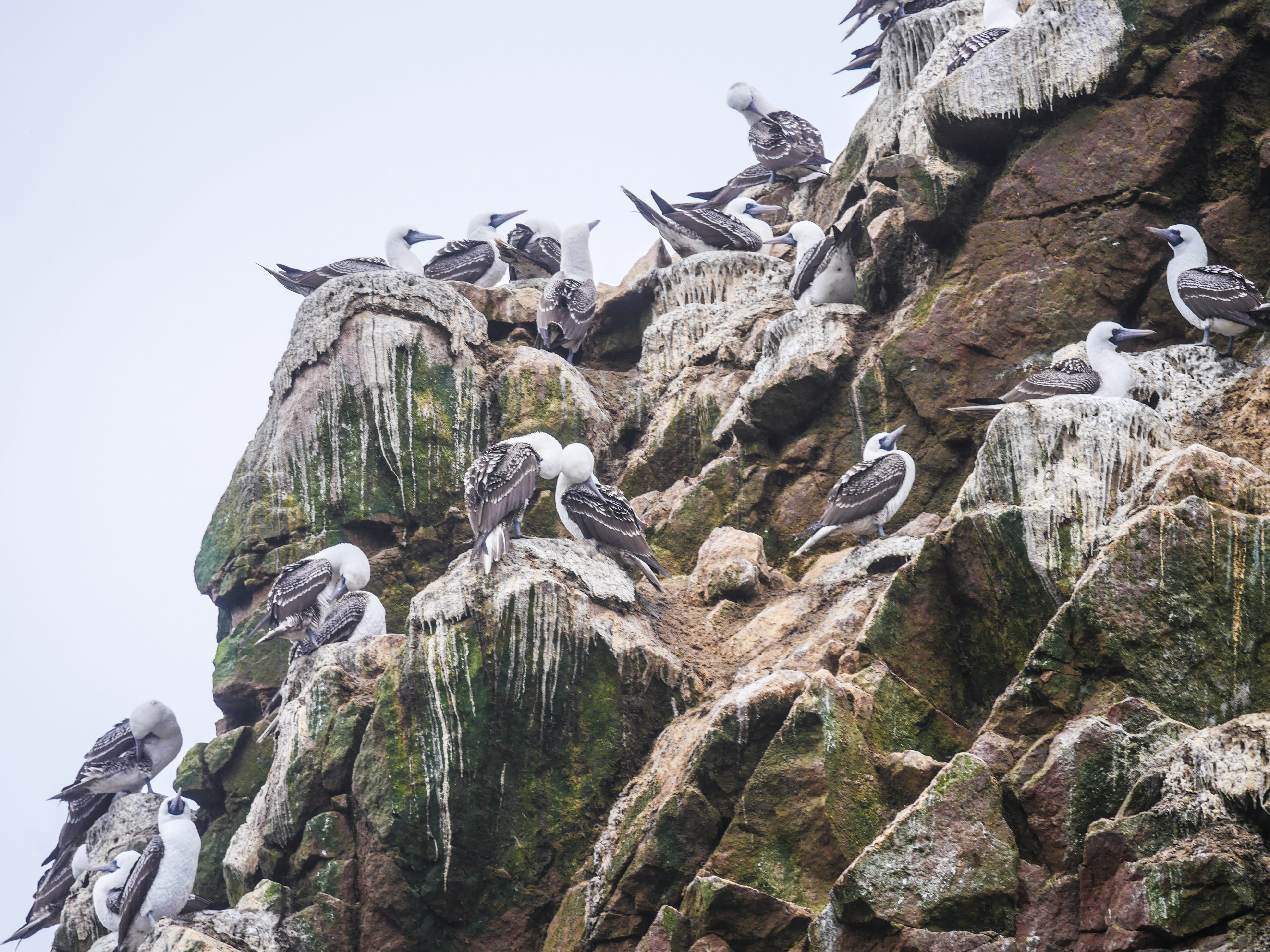 cold temperature, animals in the wild, nature reserve, guano, animal wildlife, peruvian boobies, island, guano boobies, day, mountain, rock formation, formation, HD Wallpaper