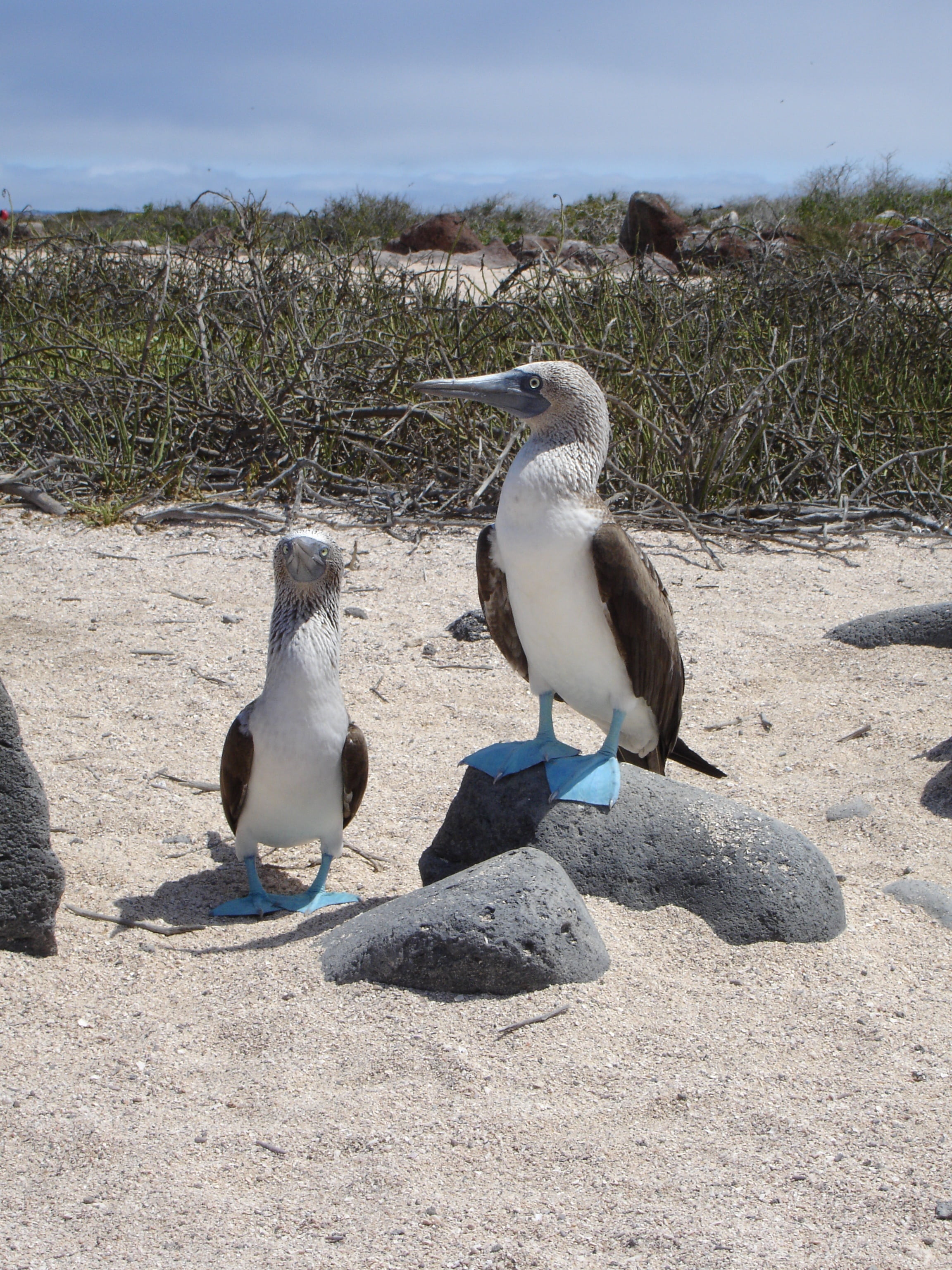 sea, animal wildlife, sunlight, sky, no people, blue footed booby, beach, nature, perching, shadow, animal, land, animals in the wild, two animals, blue-footed, Phone HD Wallpaper