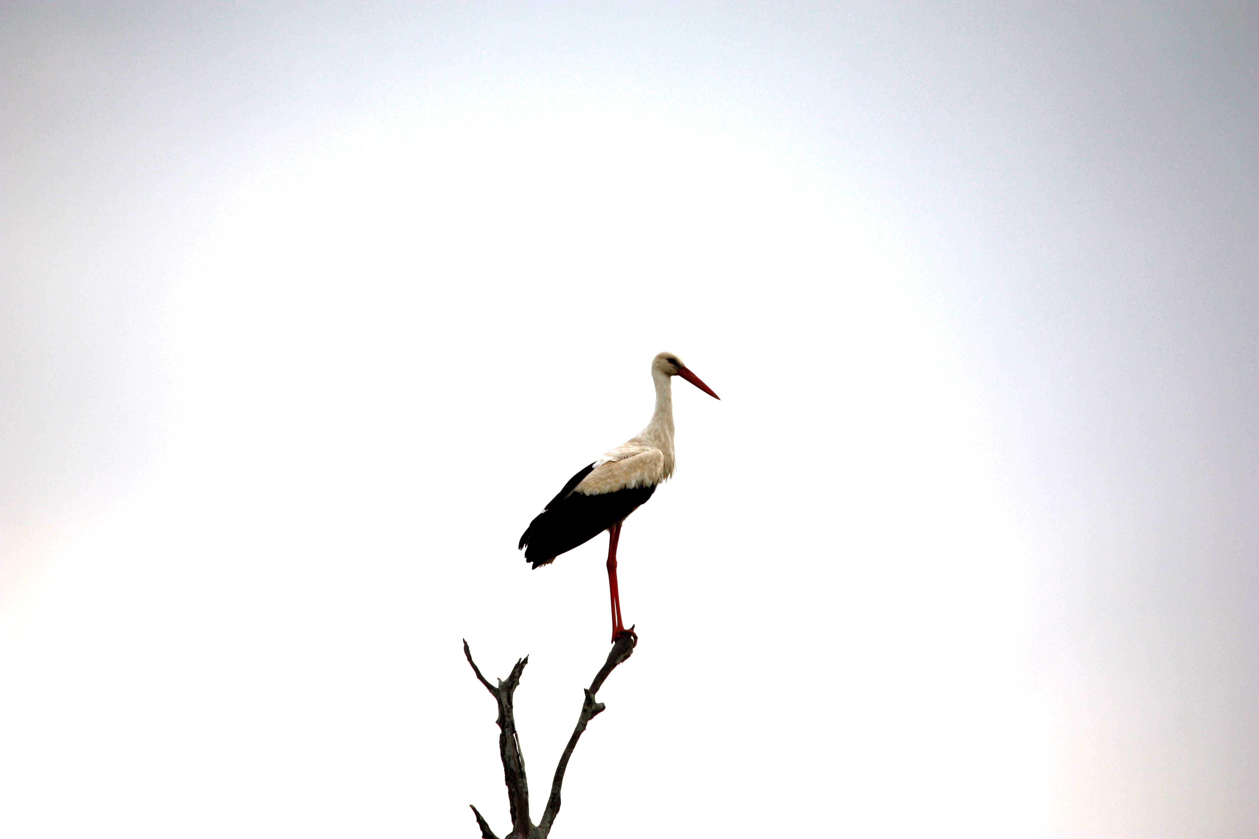 pelican, tree, animals in the wild, beak, no people, animal themes, day, crane bird, branch, bee eater, stork, animal, flicker bird, plant, perching, low angle view, HD Wallpaper