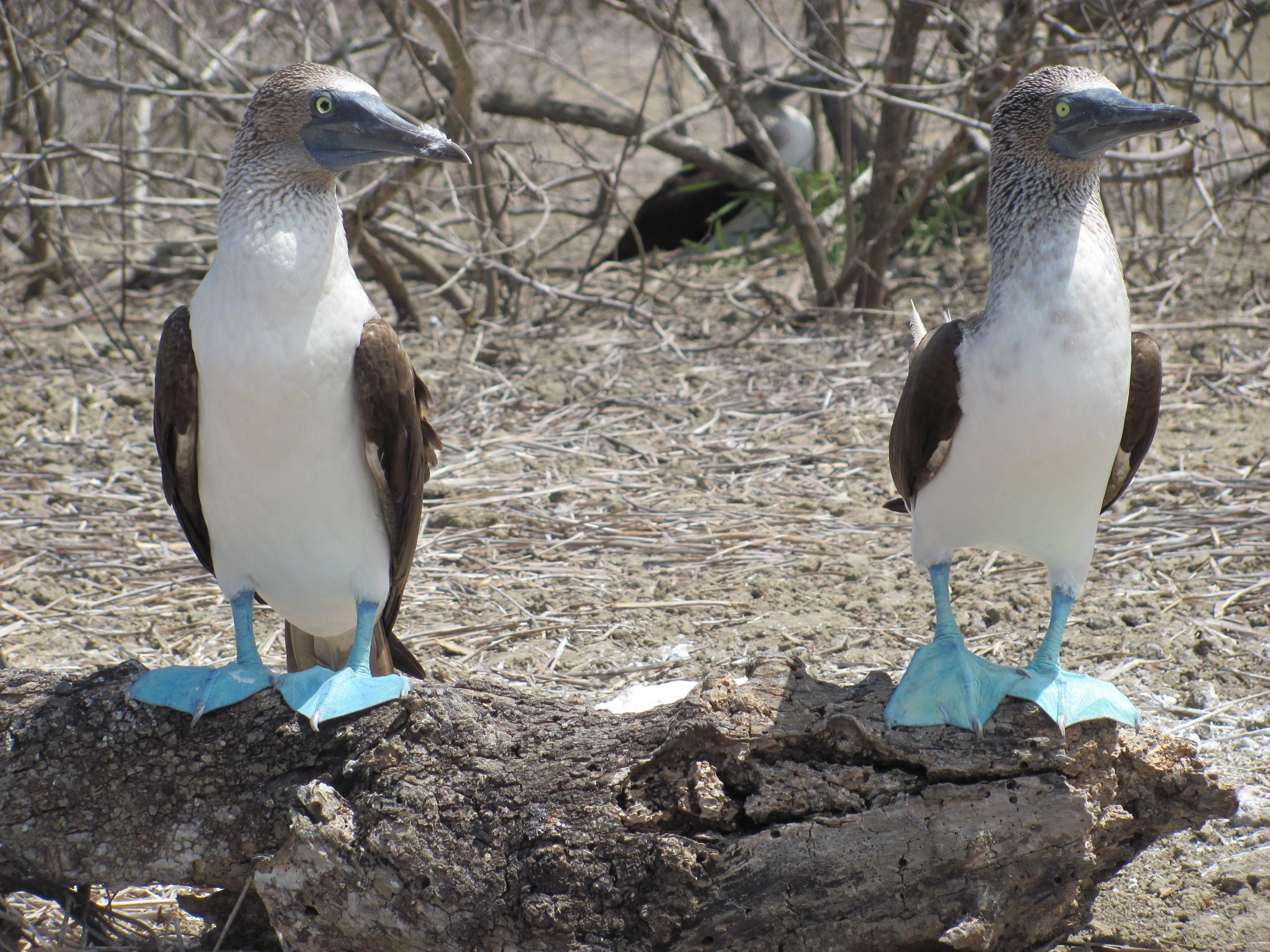 full length, fauna, couple, close-up, tropical, bobo birds, animal, animals in the wild, vertebrate, focus on foreground, outdoors, no people, day, land, HD Wallpaper