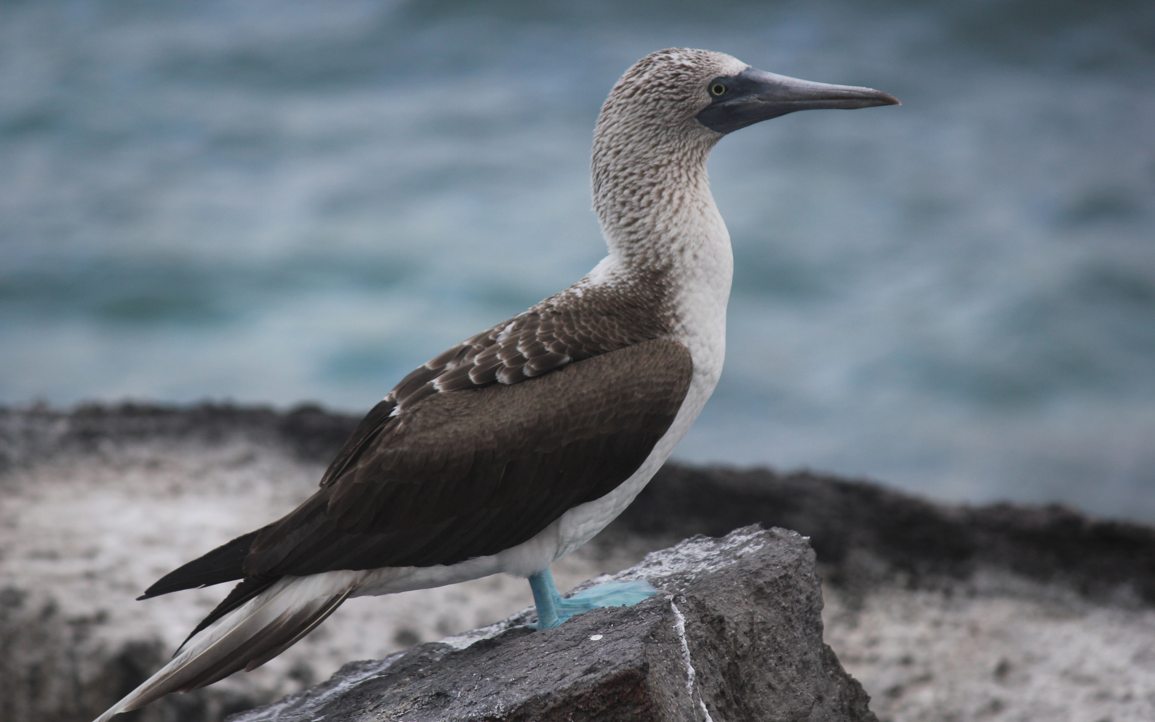 booby, galapagos islands backgrounds, bird, 4K, Download 3840x2400 booby, HD Wallpaper