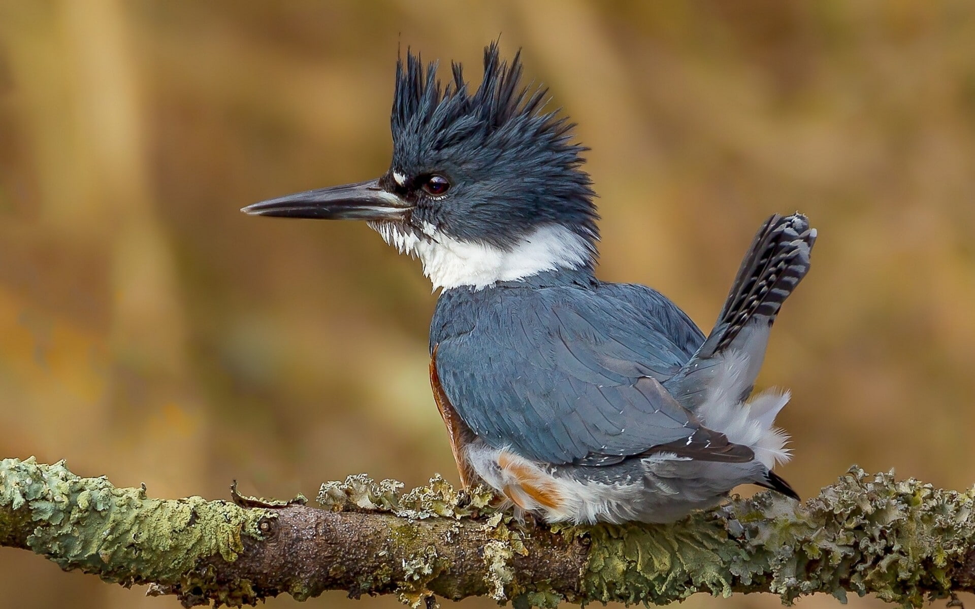 Bird, beak, Amazing Animals, black, 1080P, kingfisher, long, white, ruffled, branch, HD Wallpaper