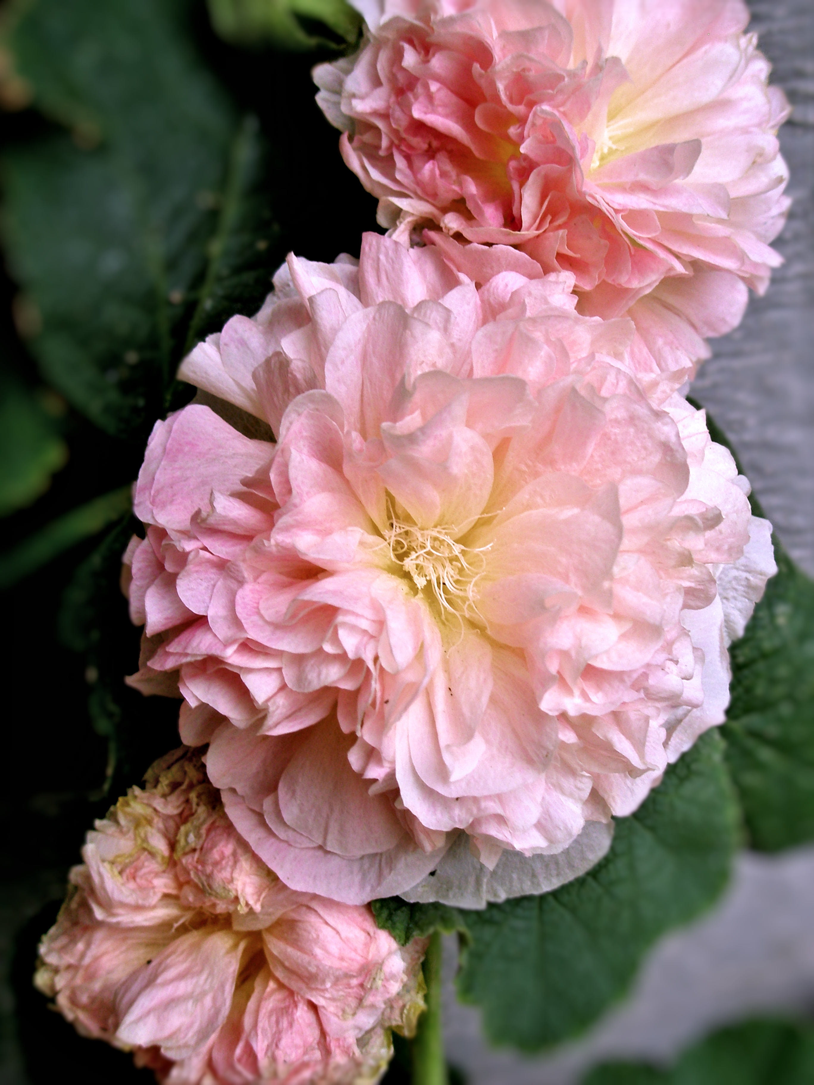 growth, beautiful, hollyhock, outdoors, inflorescence, bunch of flowers, nature, flower, flower head, springtime, day, petals, no people, petal, pink, beauty in nature, Phone HD Wallpaper