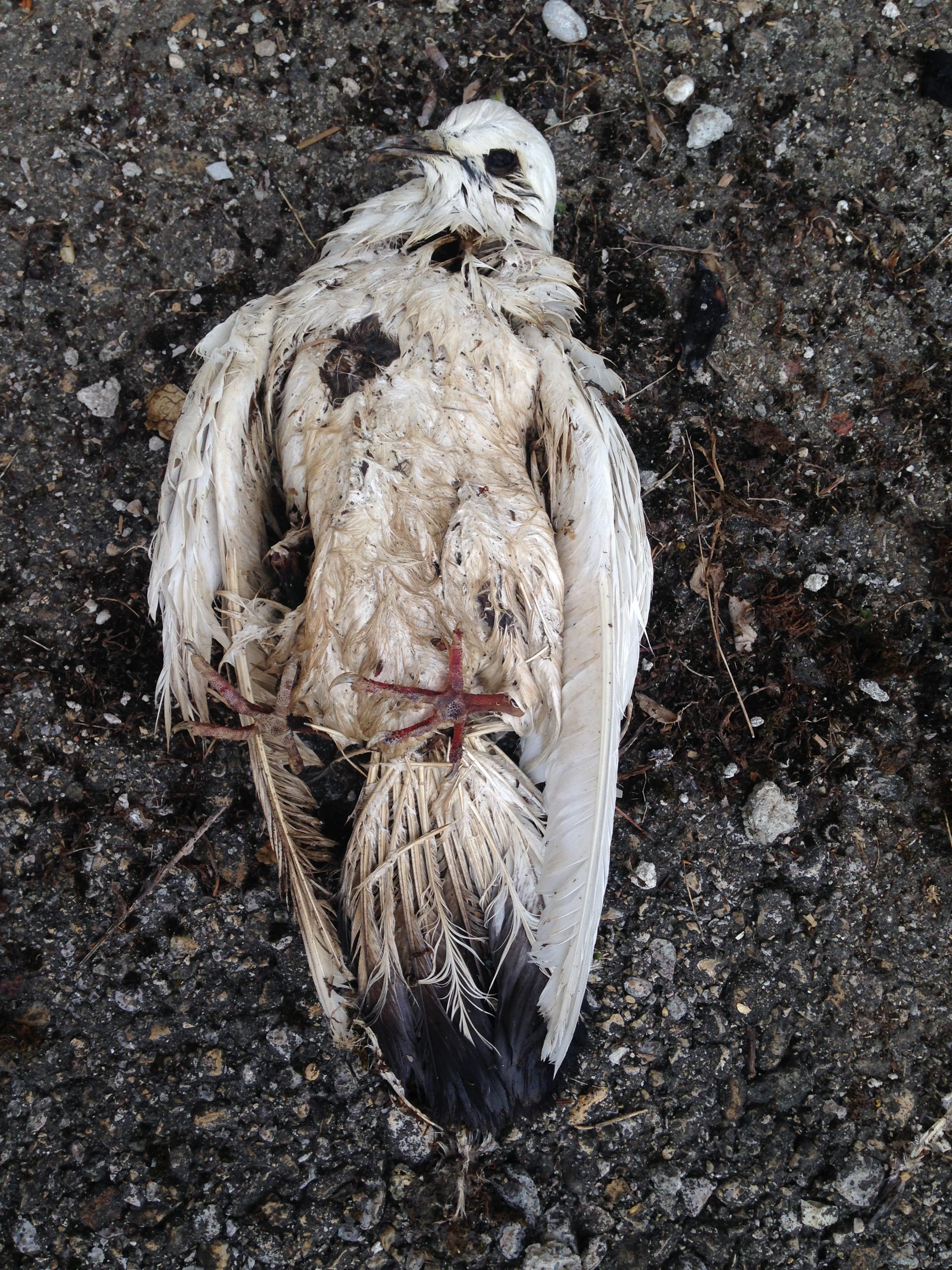 vertebrate, come to, land, lifeless, pinnate, dove, softness, one animal, outdoors, dead, no people, as, textured, dry, decay, solid, close-up, nature, Phone HD Wallpaper