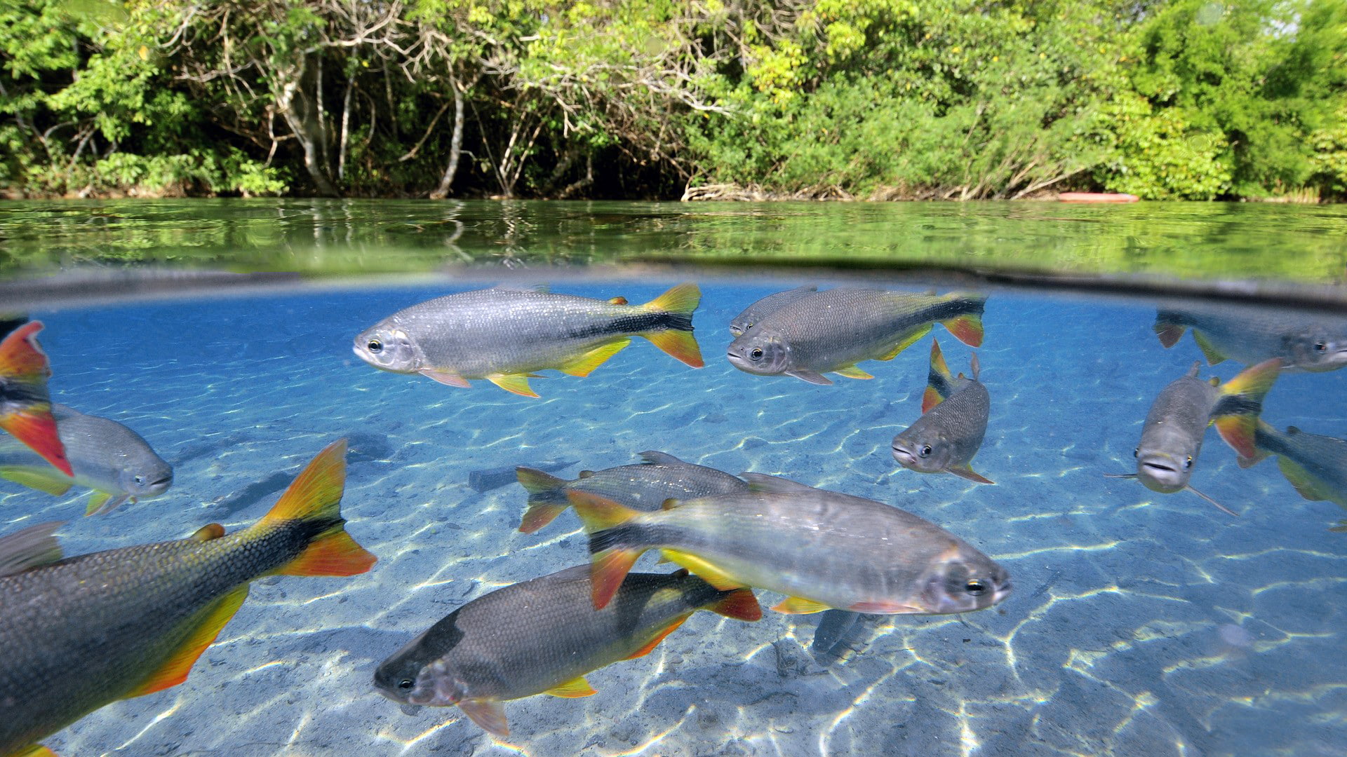 swimming, group of animals, PACK, large group of animals, lake, nature, sea life, SURFACE, animals in the wild, school, animal themes, school of fish, FINS, HD Wallpaper