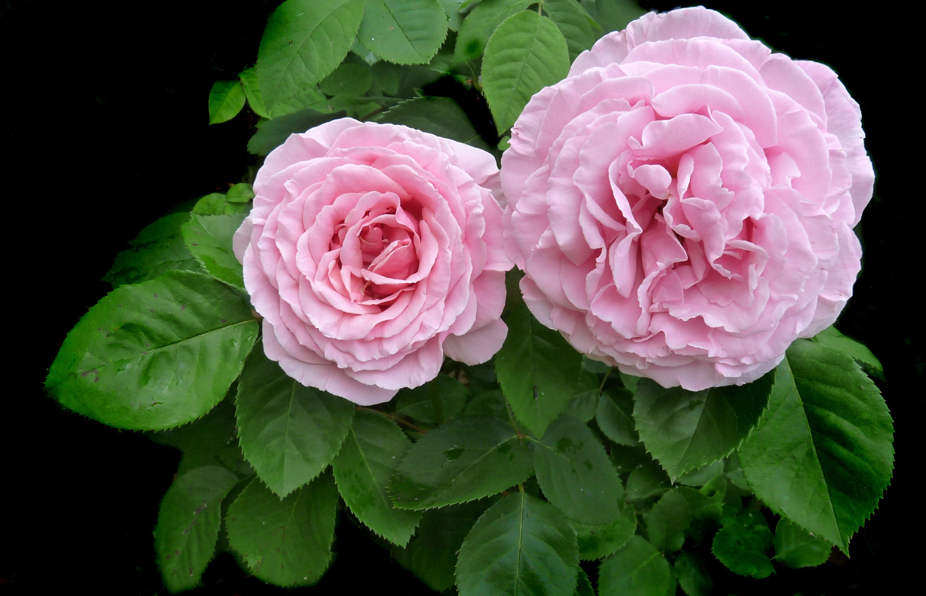 no people, freshness, growth, rose, leaf, green color, inflorescence, black background, pink, flower head, beauty in nature, close-up, vulnerability, flowering plant, HD Wallpaper