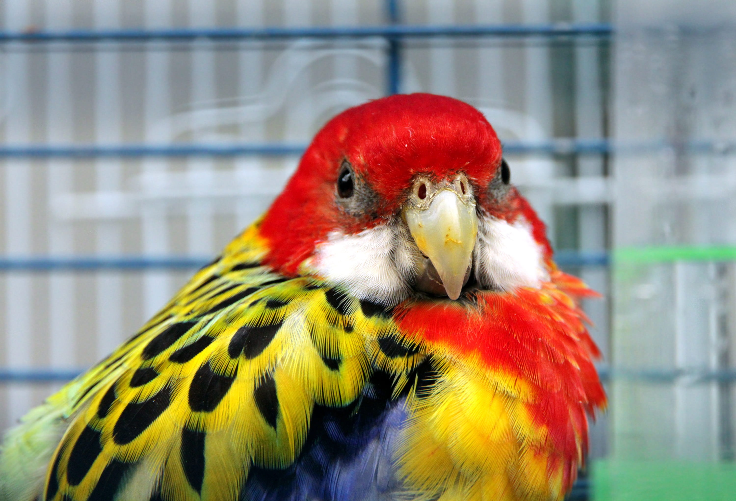 bird, multi colored, cage, nature, no people, animals in the wild, 2K, feathers, ruffled, parakeet, platycercus eximius, beak, close-up, animals, focus on foreground, HD Wallpaper