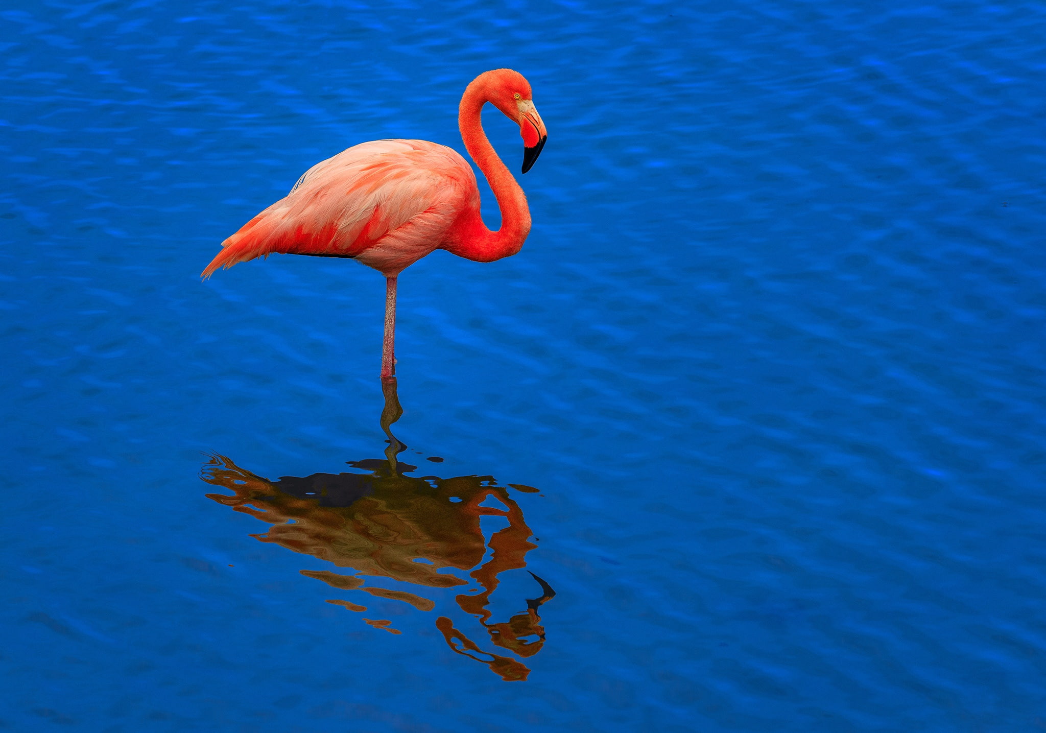 bird, reflection, water, 1080P, ruffle, Flamingo, HD Wallpaper
