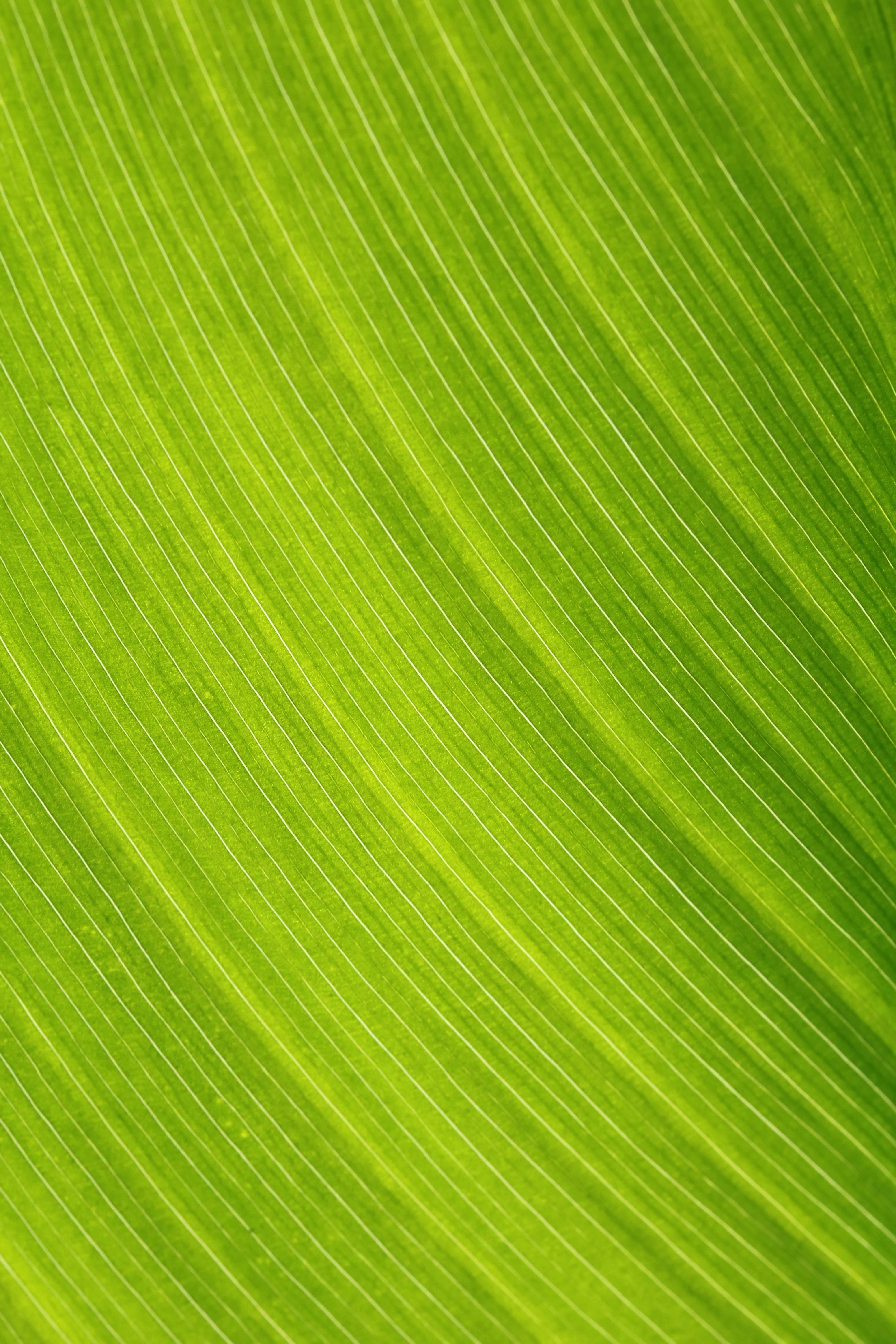 sunshine, brightly lit, the shining, palm tree, plant part, natural pattern, plants, tree, backlighting, plant, green color, 5K, close-up, the nature of the, Phone HD Wallpaper
