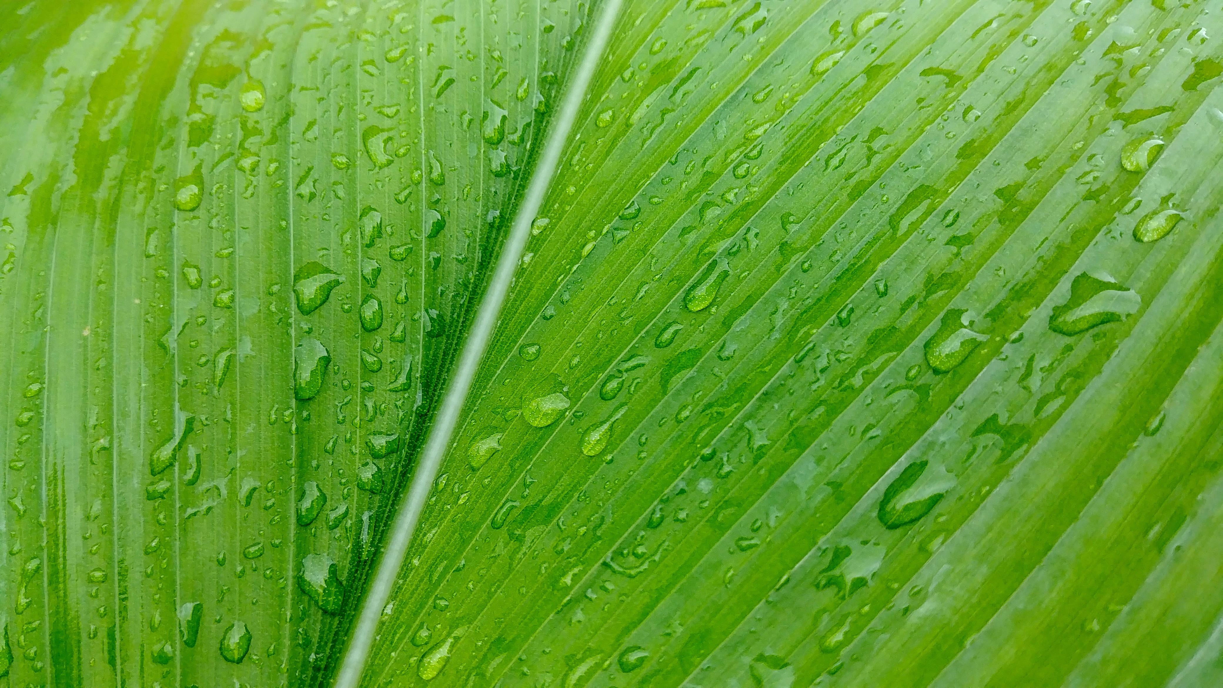 growth, raindrops, sejong city, plant part, korea, plant, close-up, wet, outdoors, khanna, trickle, water, results, freshness, purity, pattern, 4K, no people, HD Wallpaper
