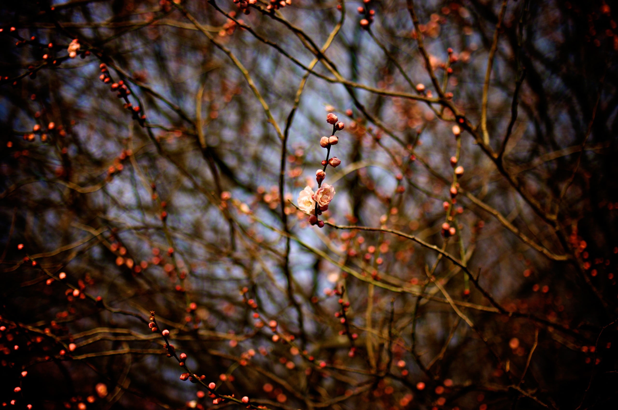 necklace, tree, plant, black, selective focus, close-up, no people, low angle view, cherry blossom, twigs, fragility, 2K, day, vulnerability, blossom, HD Wallpaper
