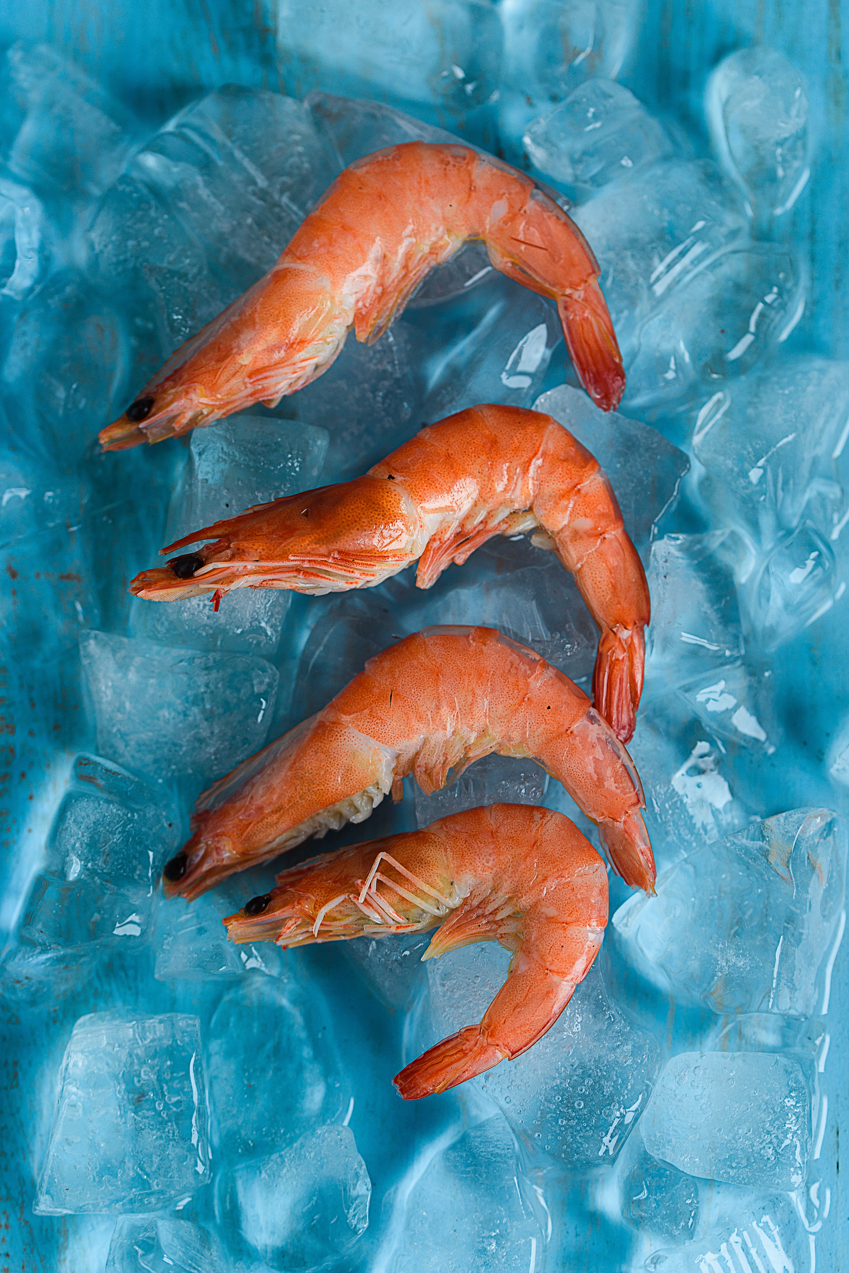 raw food, ice cube, freshness, german shepherd, food and drink, cold temperature, crustacean, dog, shrimp, no people, wellbeing, animal, sea life, orange color, Phone HD Wallpaper