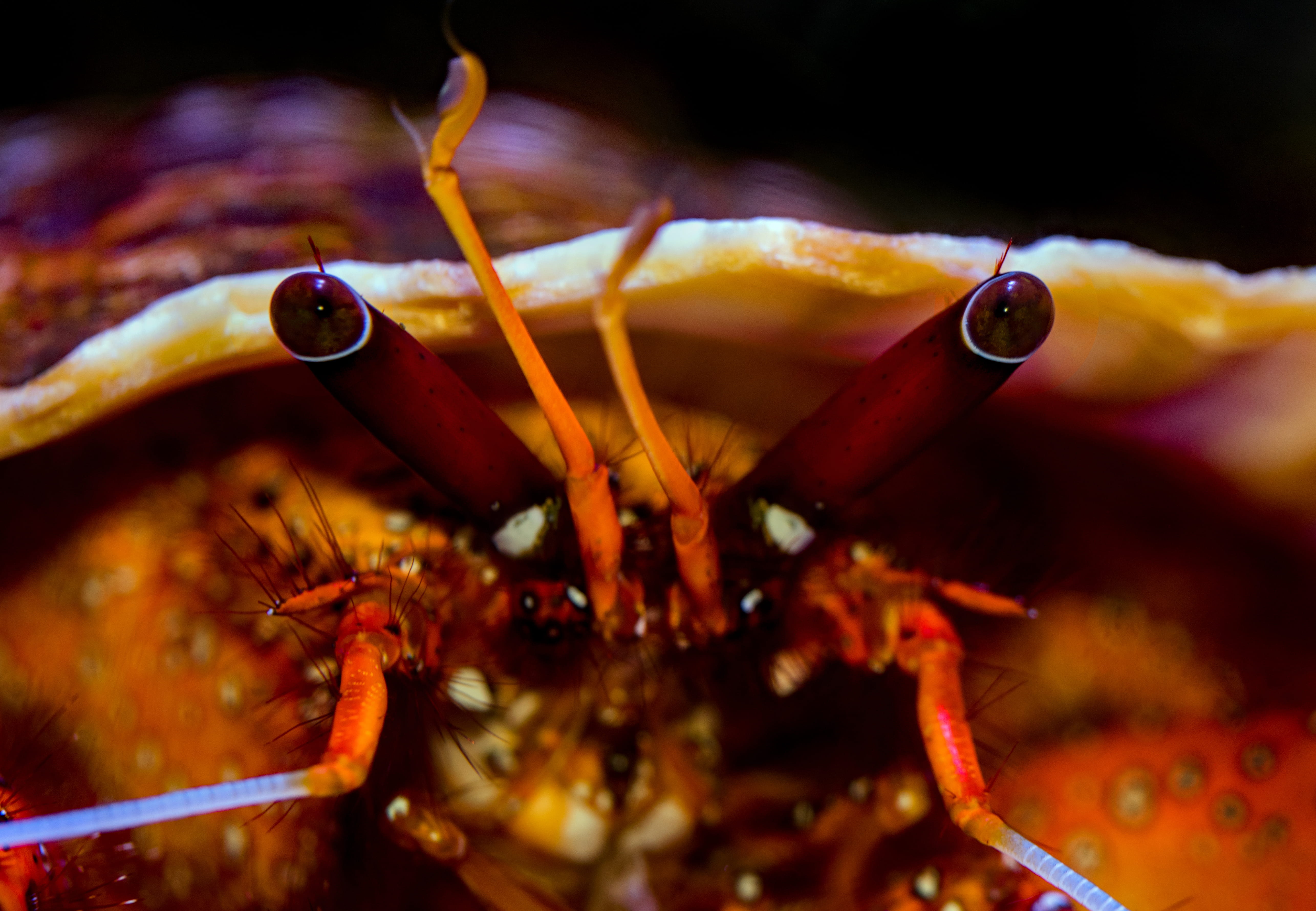 animal, hermit crab, undersea, triton shell, no people, hairy red hermit, eyes, cairns, lobster, animal themes, nature, photo, sea life, 5K, food, water, HD Wallpaper