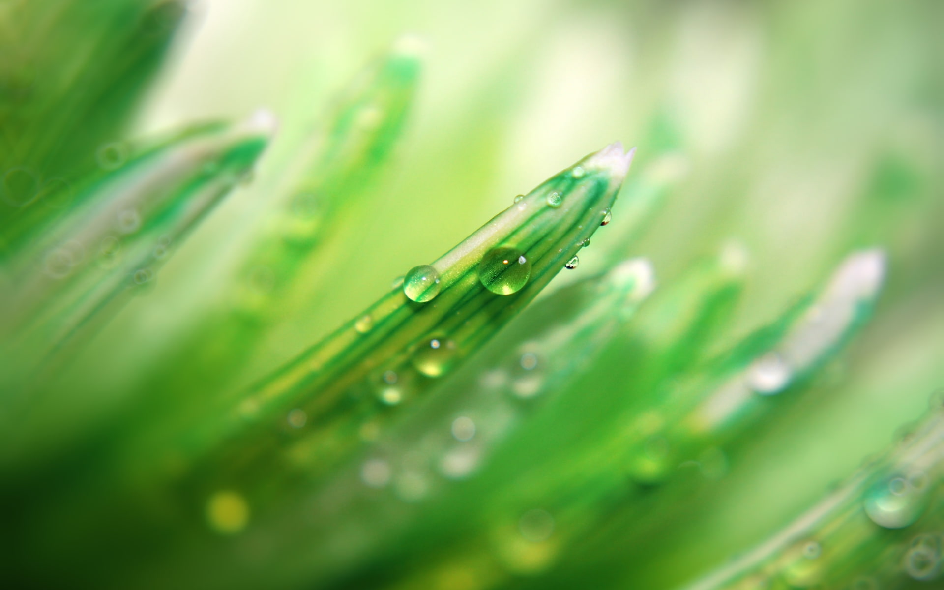 water, drop, nature, beads, 1080P, hd, plant, green, macro, bokeh, HD Wallpaper