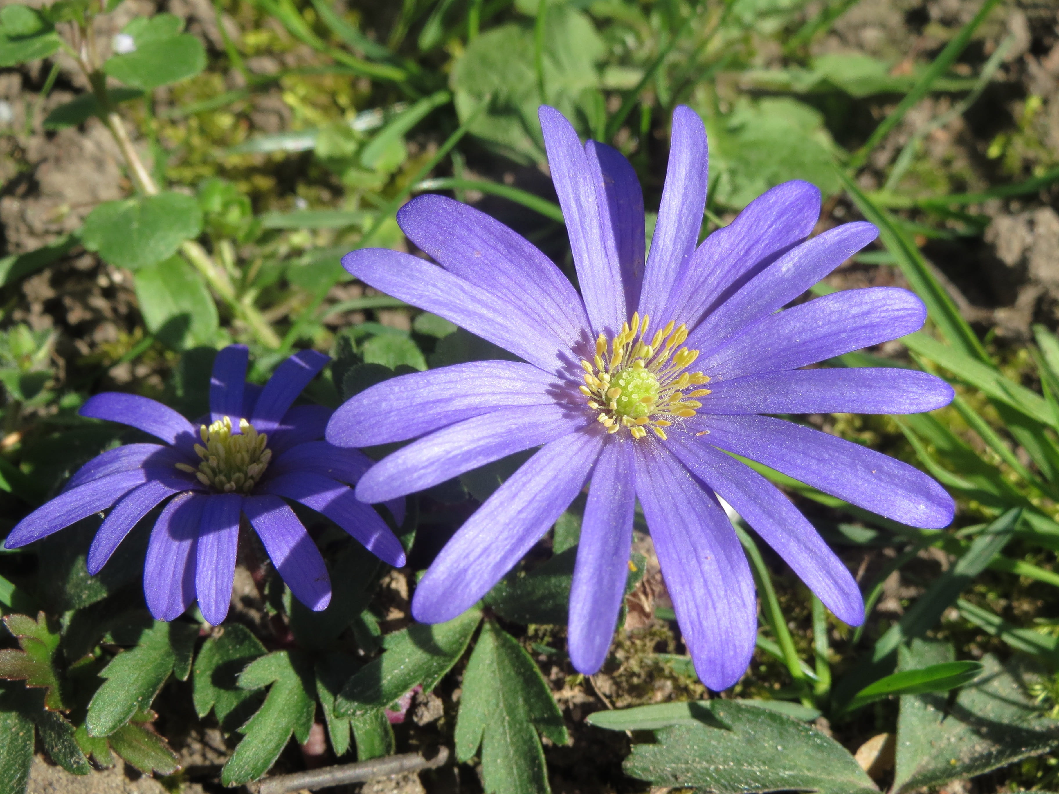 plant, winter windflower, outdoors, osteospermum, grecian windflower, purple, inflorescence, freshness, balkan anemone, no people, field, growth, blossom, HD Wallpaper