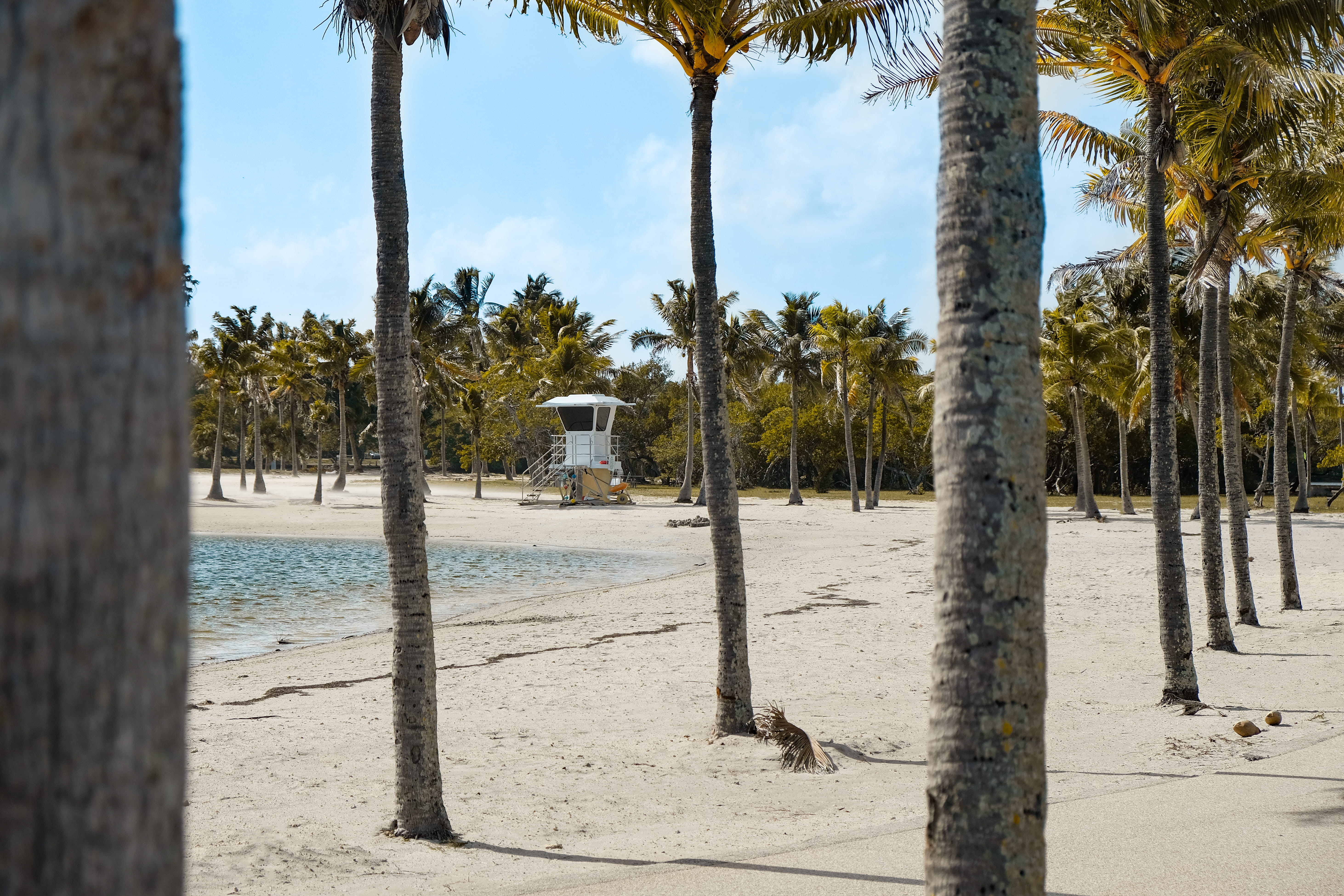 plant, outdoors, trunk, sky, nature, day, sand, tree, near, palm tree, growth, no people, 5K, tropical climate, tree trunk, sunlight, bay, watch, beach, HD Wallpaper