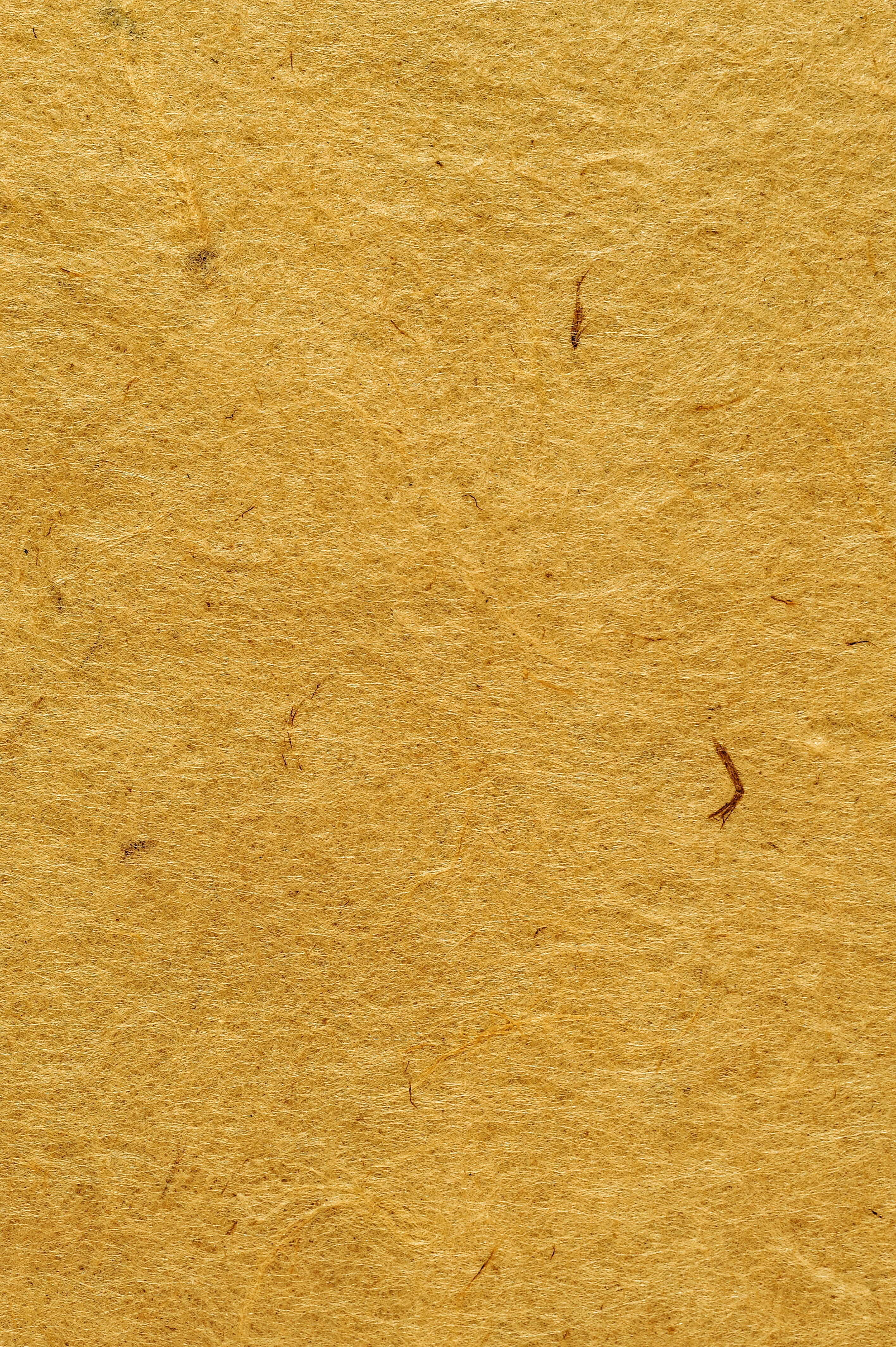 vertebrate, animal wildlife, parchment, background, backgrounds, one animal, ancient, texture, zen, beauty in nature, nature, animal, book, 4K, outdoors, Phone HD Wallpaper