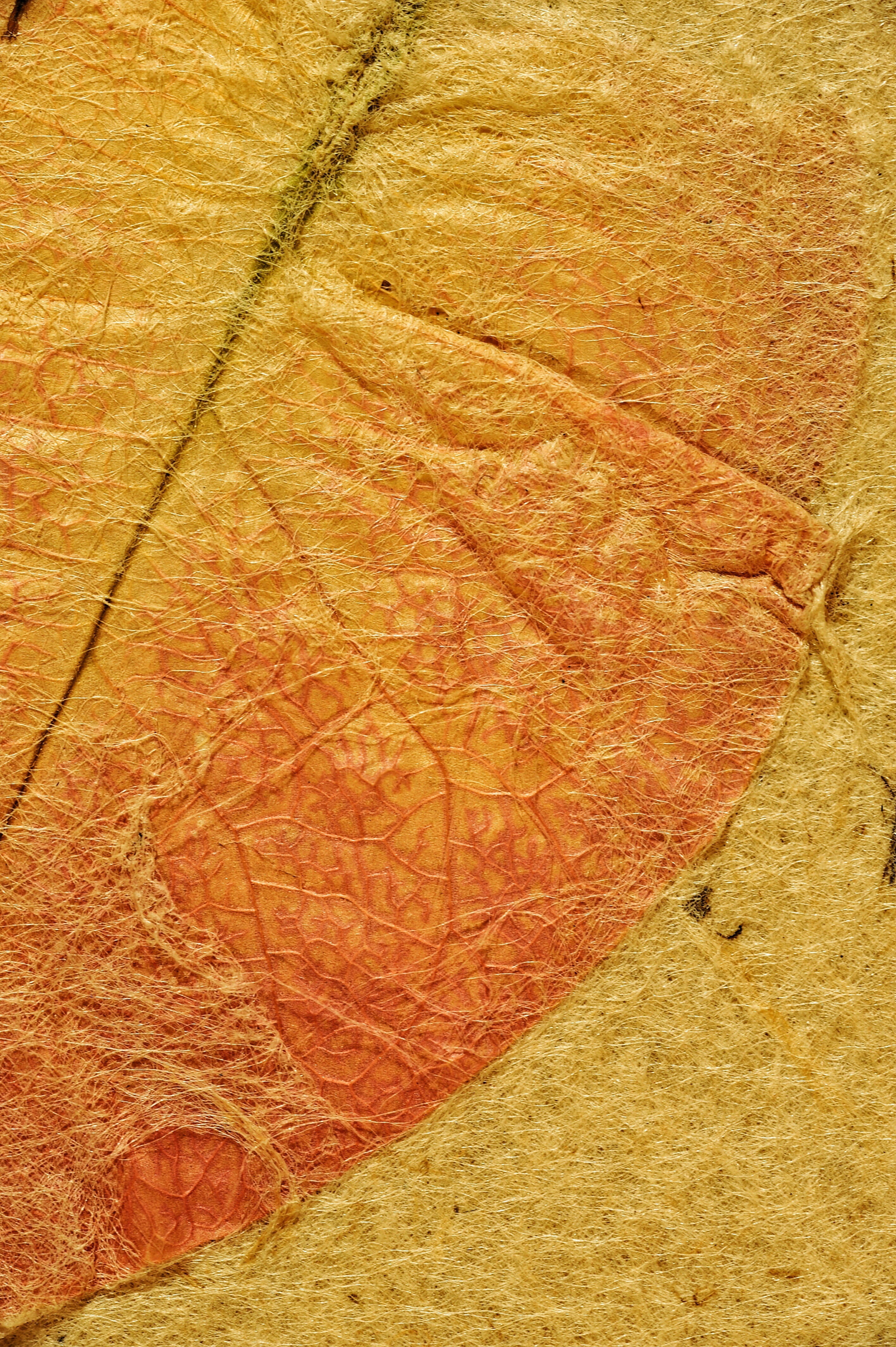 close-up, rough, leaf, book, backgrounds, cover, map, ancient, high angle view, geology, plant, texture, natural pattern, zen, parchment, no people, land, Phone HD Wallpaper