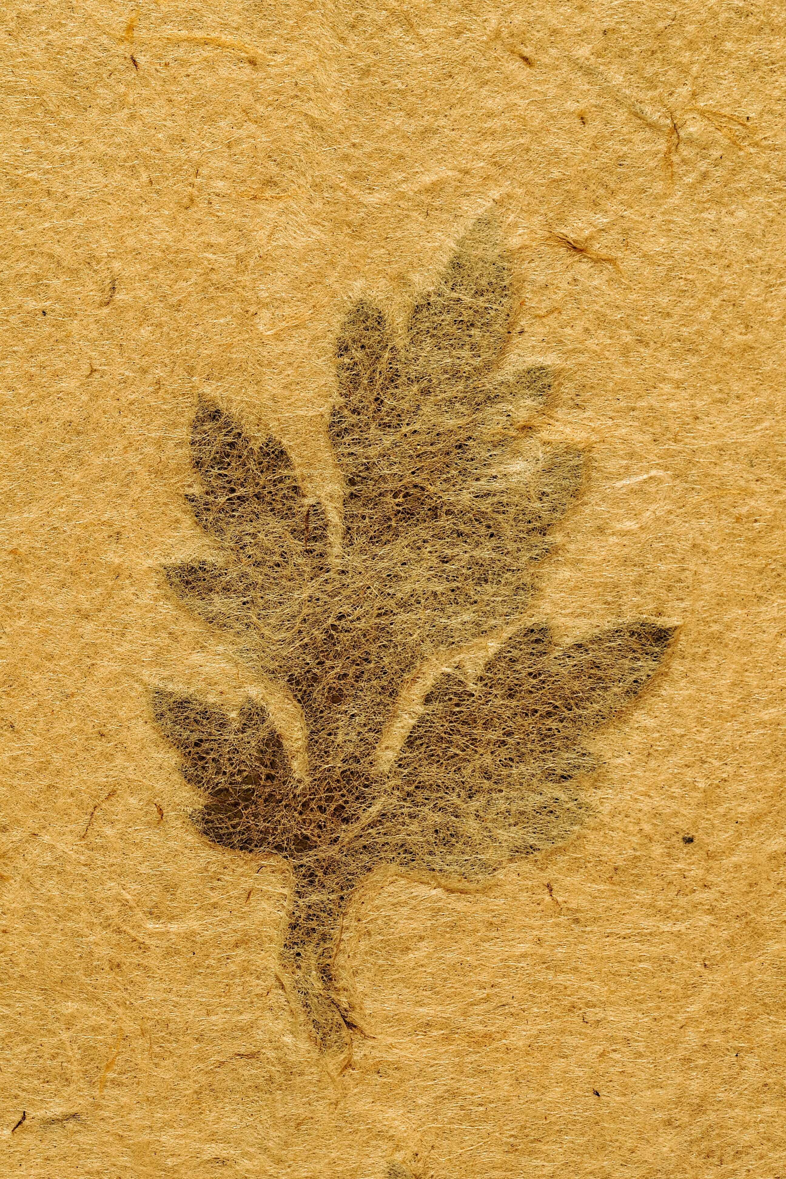 backgrounds, nature, creativity, album, animal representation, art and craft, textured, brown, day, cover, full frame, animal, book, close-up, ancient, Phone HD Wallpaper
