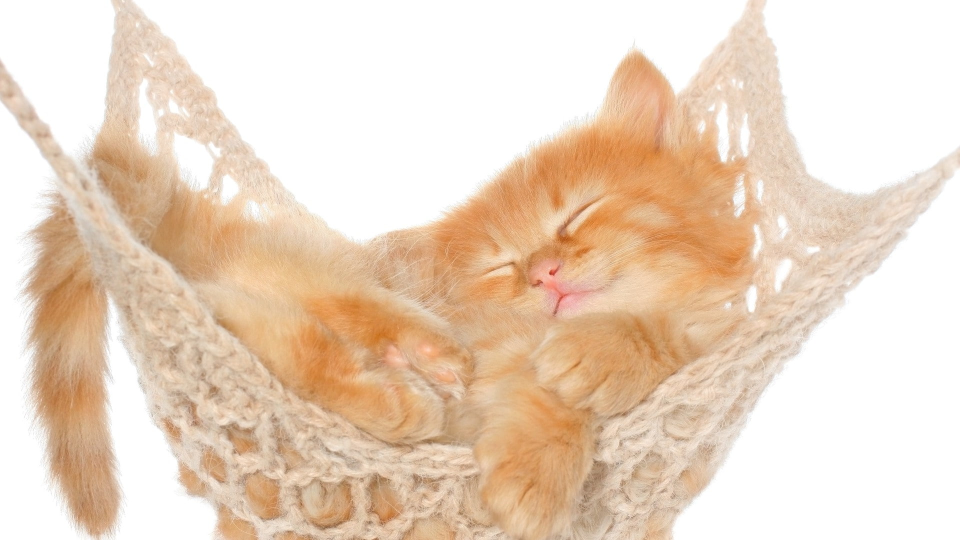 one animal, indoors, pets, no people, nature, animal themes, feline, white background, close-up, hammocks, animal body part, relaxation, mammal, animals, HD Wallpaper