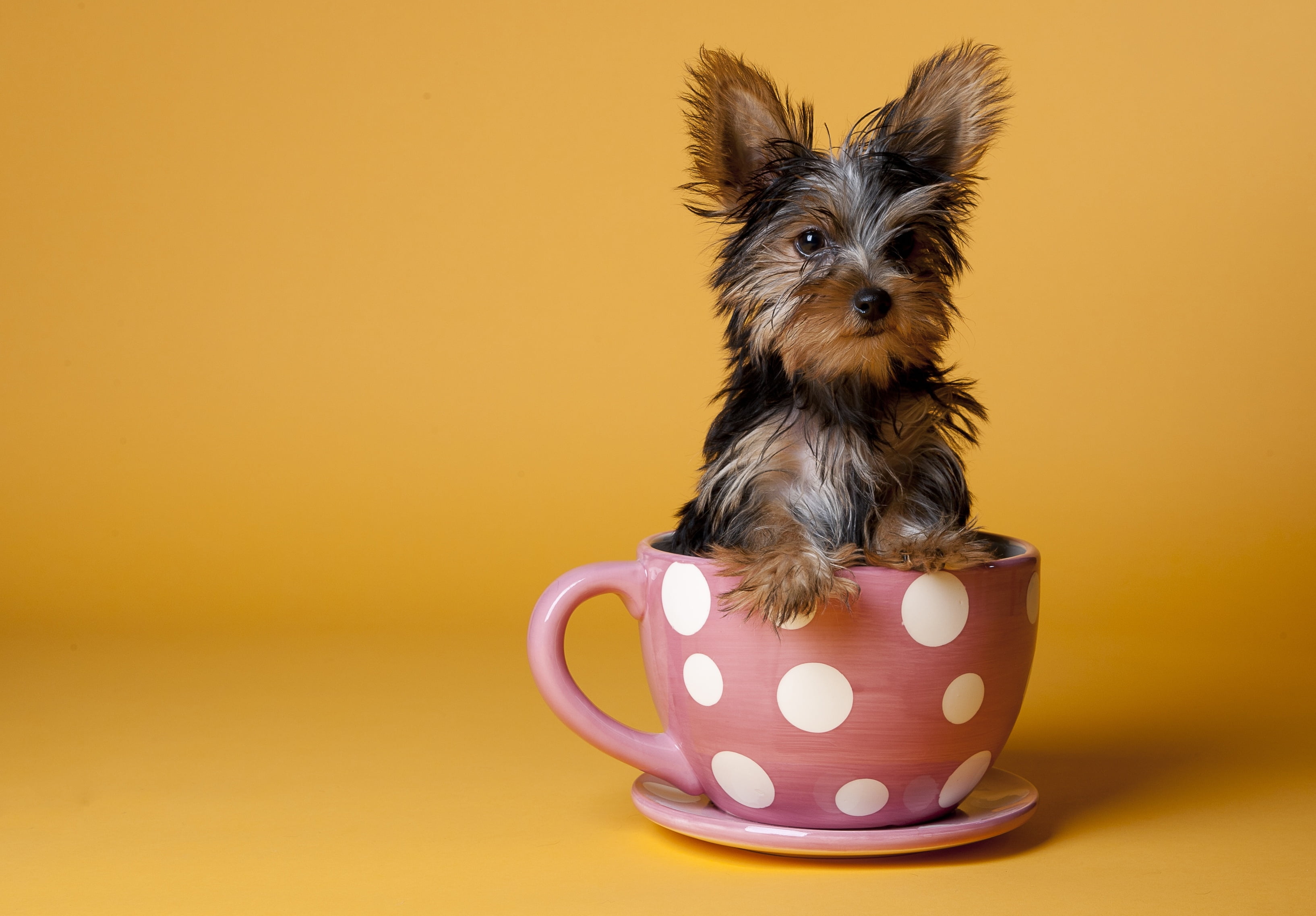 sit, domestic, white, orange background, young Animal, tea Cup, puppy, looking at camera, animal, brown, pets, colored background, looking, cute, yorkshire, HD Wallpaper