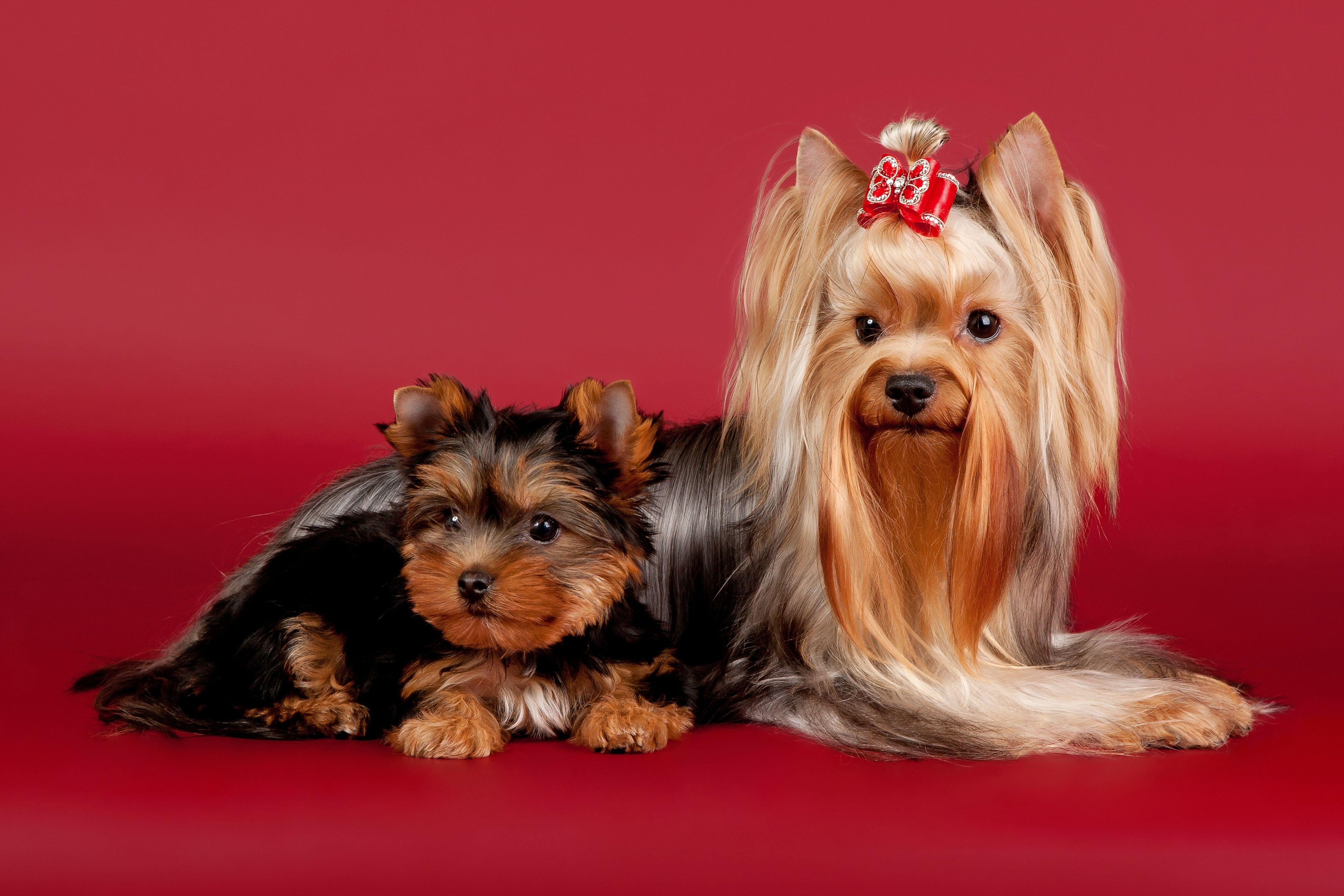 yorkshire, beautiful, obedience, looking, domestic Animals, purebred Dog, shih tzu, dog, pets, 4K, puppy, domestic, cute, mammal, fur, young Animal, animal themes, HD Wallpaper