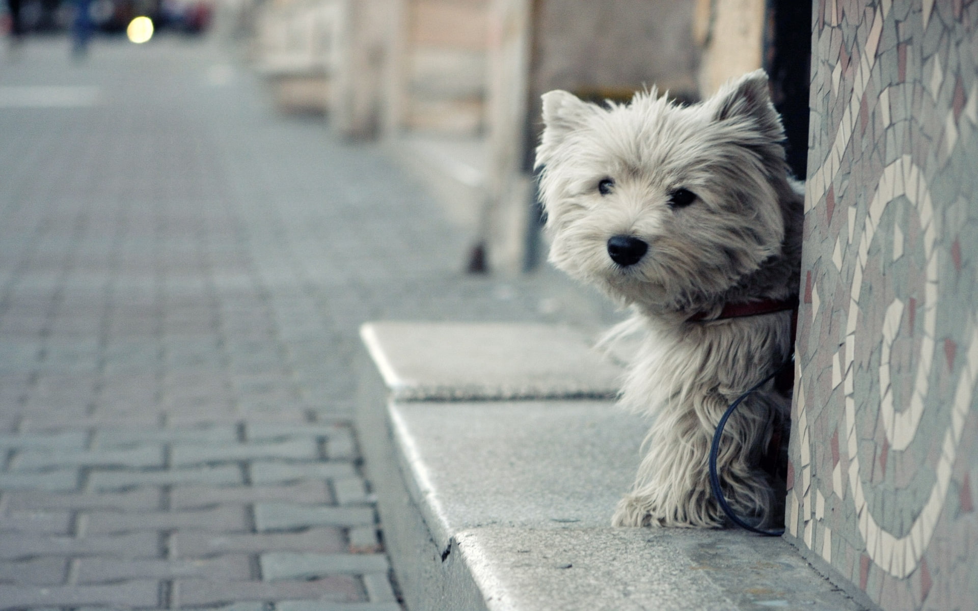 pet, dog, terrier, yorkshire, 1080P, yorkshire terrier, animal, HD Wallpaper