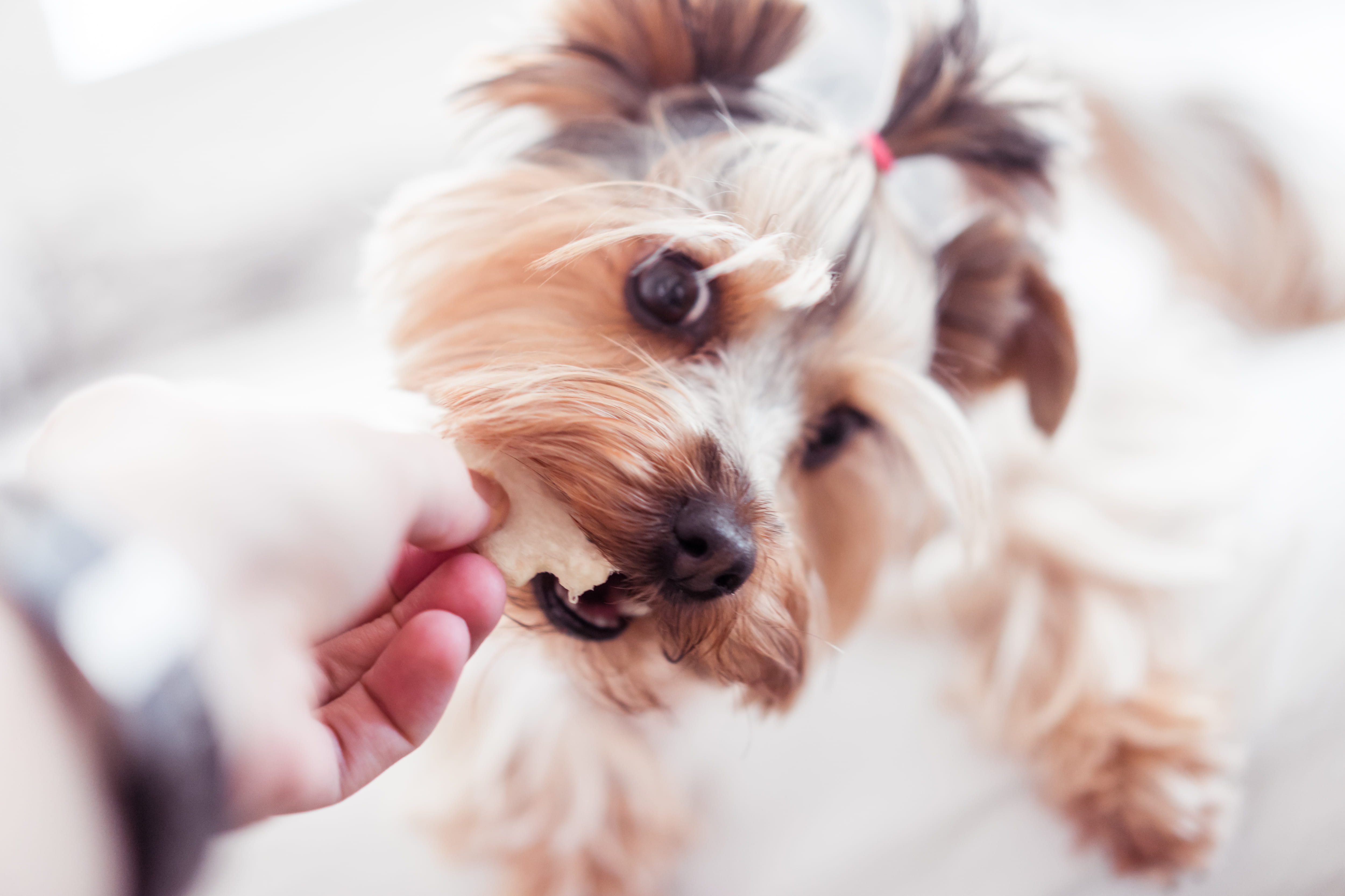 one animal, home, animal, playing, animal themes, Treats, hand, funny, play, eating, domestic Animals, calm, small, portrait, cute, domestic, adult, puppy, HD Wallpaper
