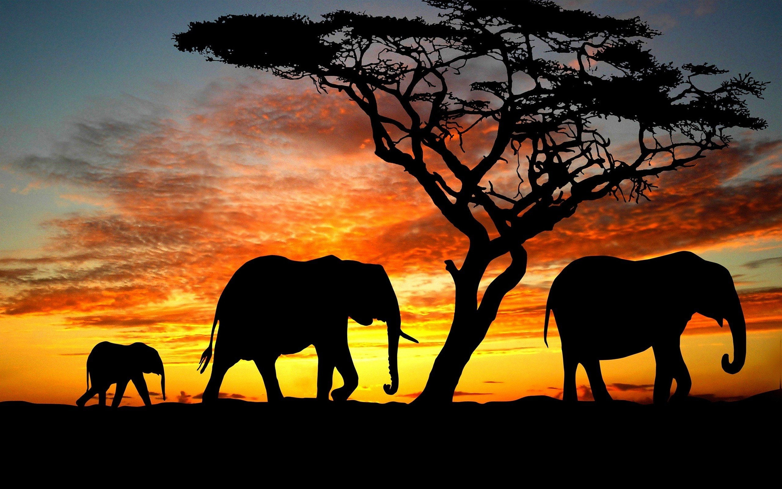 nature, pets, animal family, no people, animal wildlife, silhouette, sunset, domestic, Amazing, herbivorous, Beauty, tree, field, orange color, plant, family, HD Wallpaper