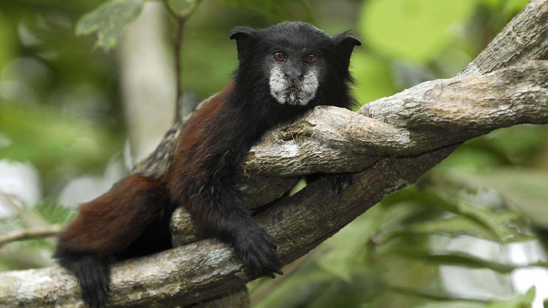 animals, animal, black, 1080P, monkey, brown, amazing, face, picture, funny, HD Wallpaper