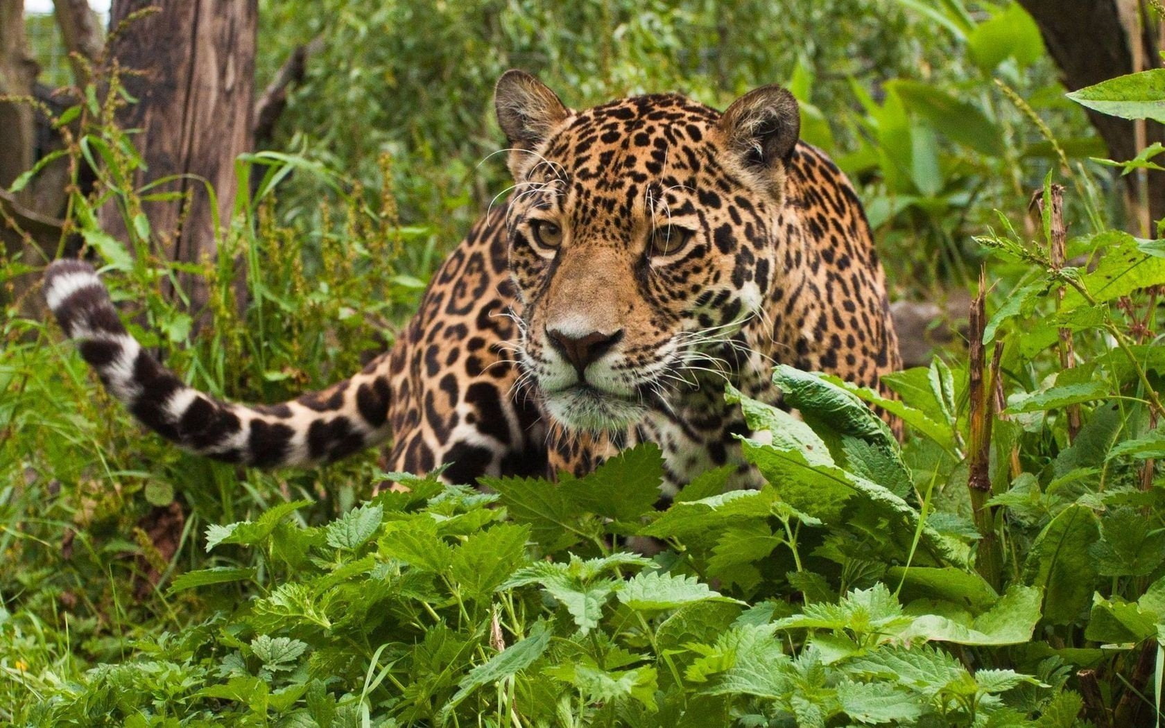 animal, 720P, cute, Jungle, leopard, Amazing, wild, Beauty, in, Green, HD Wallpaper