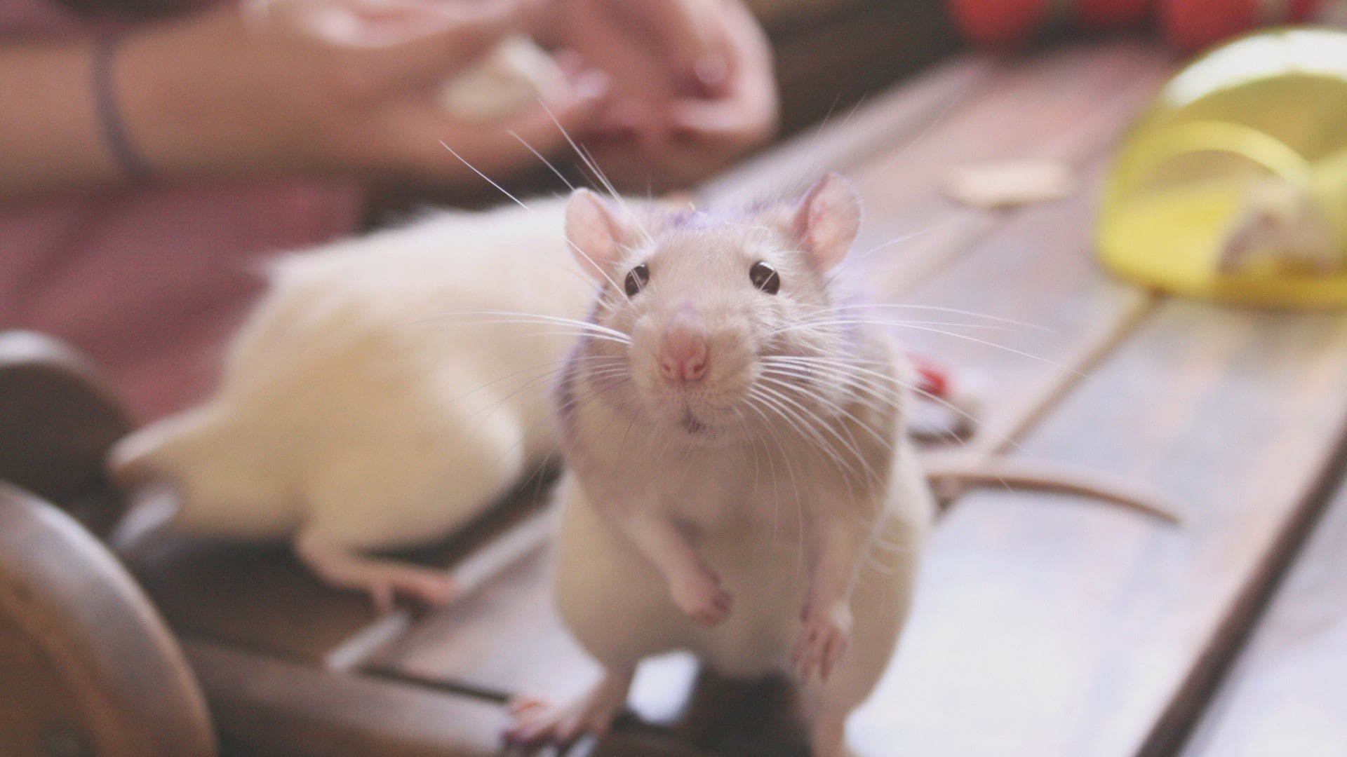 Animal, white, rabbit, 1080P, s, Amazing Animals, rat, HD Wallpaper