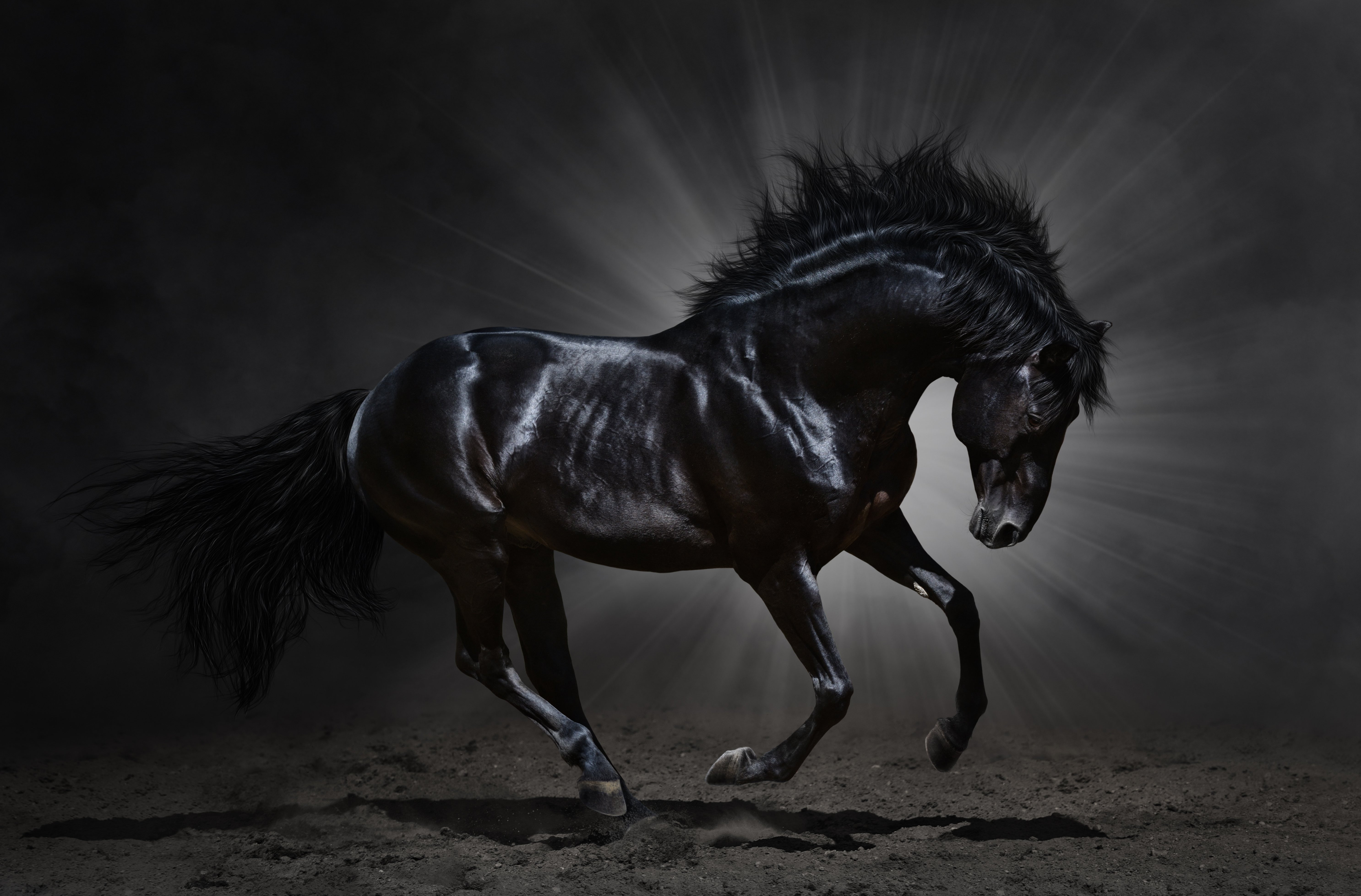 Beautiful, Animal, Amazing, 5K, dark, horse, black, HD Wallpaper