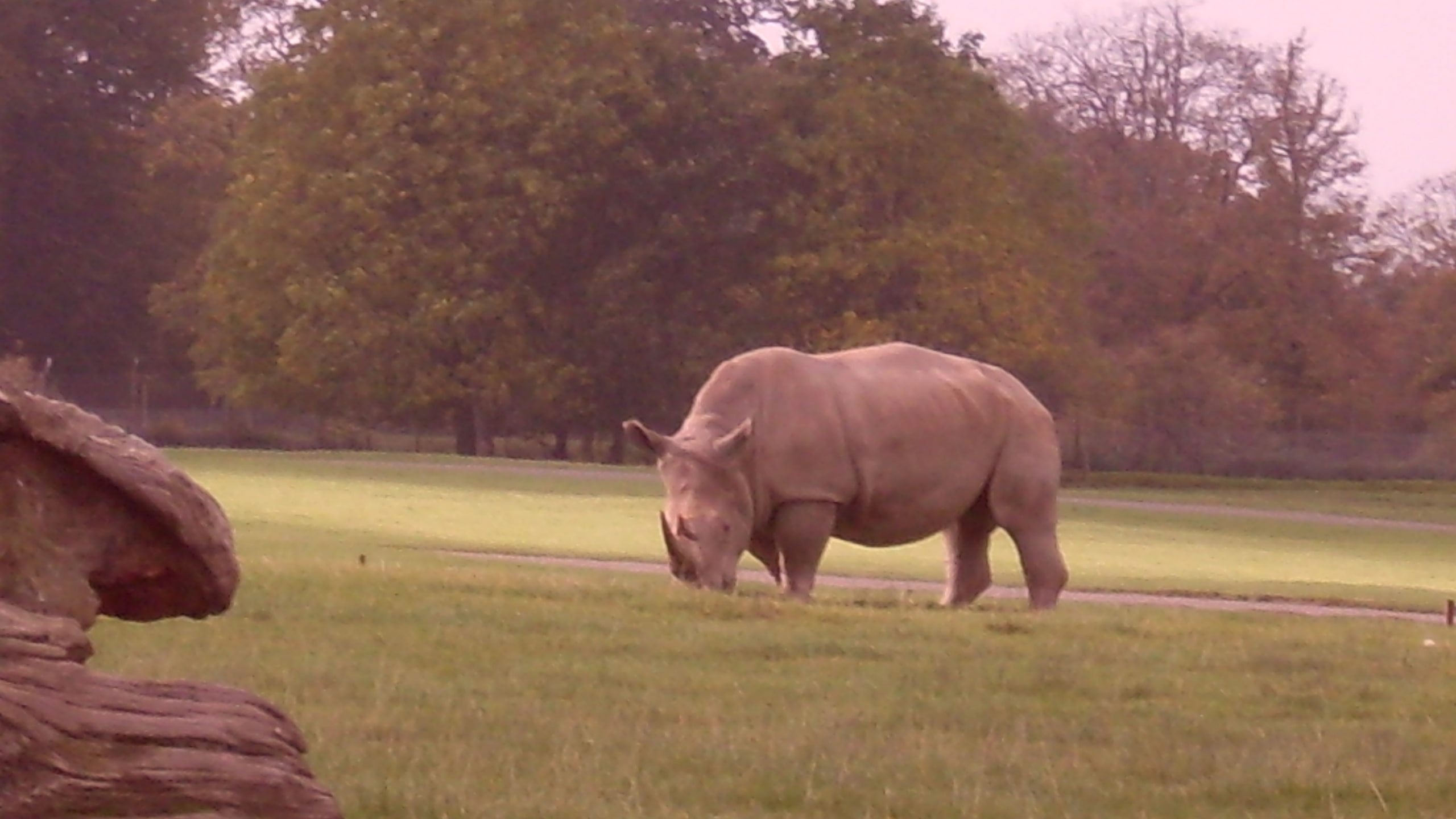 big, hd, cute, 2K, strong, amazing, animals, rhino, HD Wallpaper