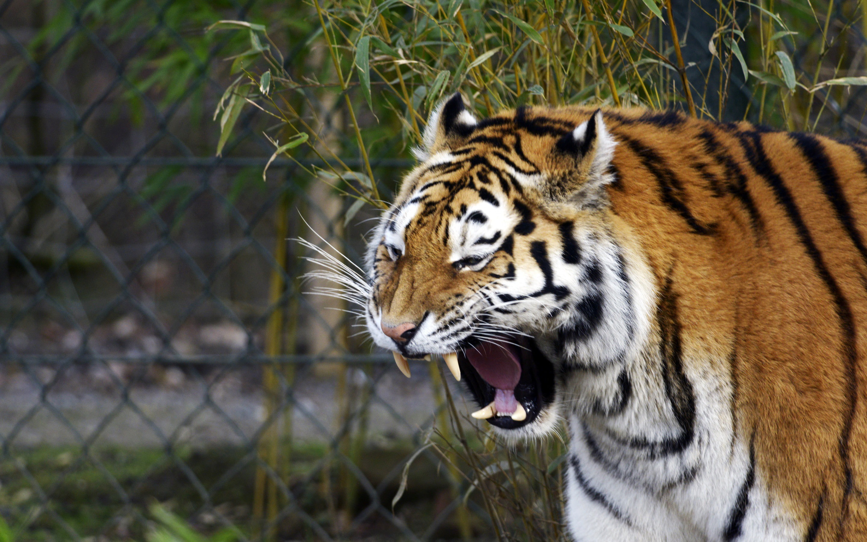 mounth, cat, mouth, Amur, face, 2K, fangs, yawns, tiger, HD Wallpaper