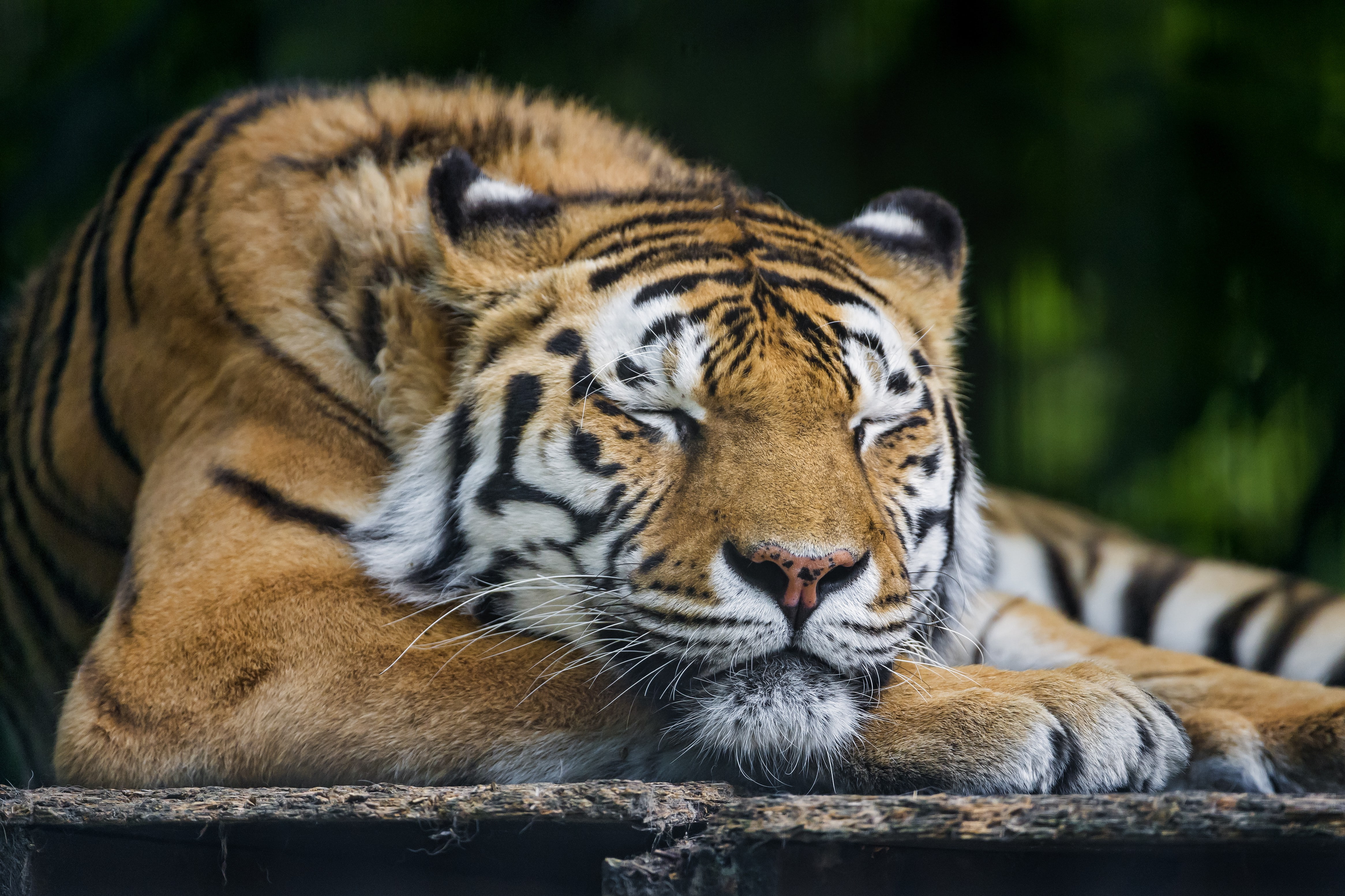 amur, bengal, sleep, 4K, Amur tiger, photo, Cat, sleeping, tiger, HD Wallpaper