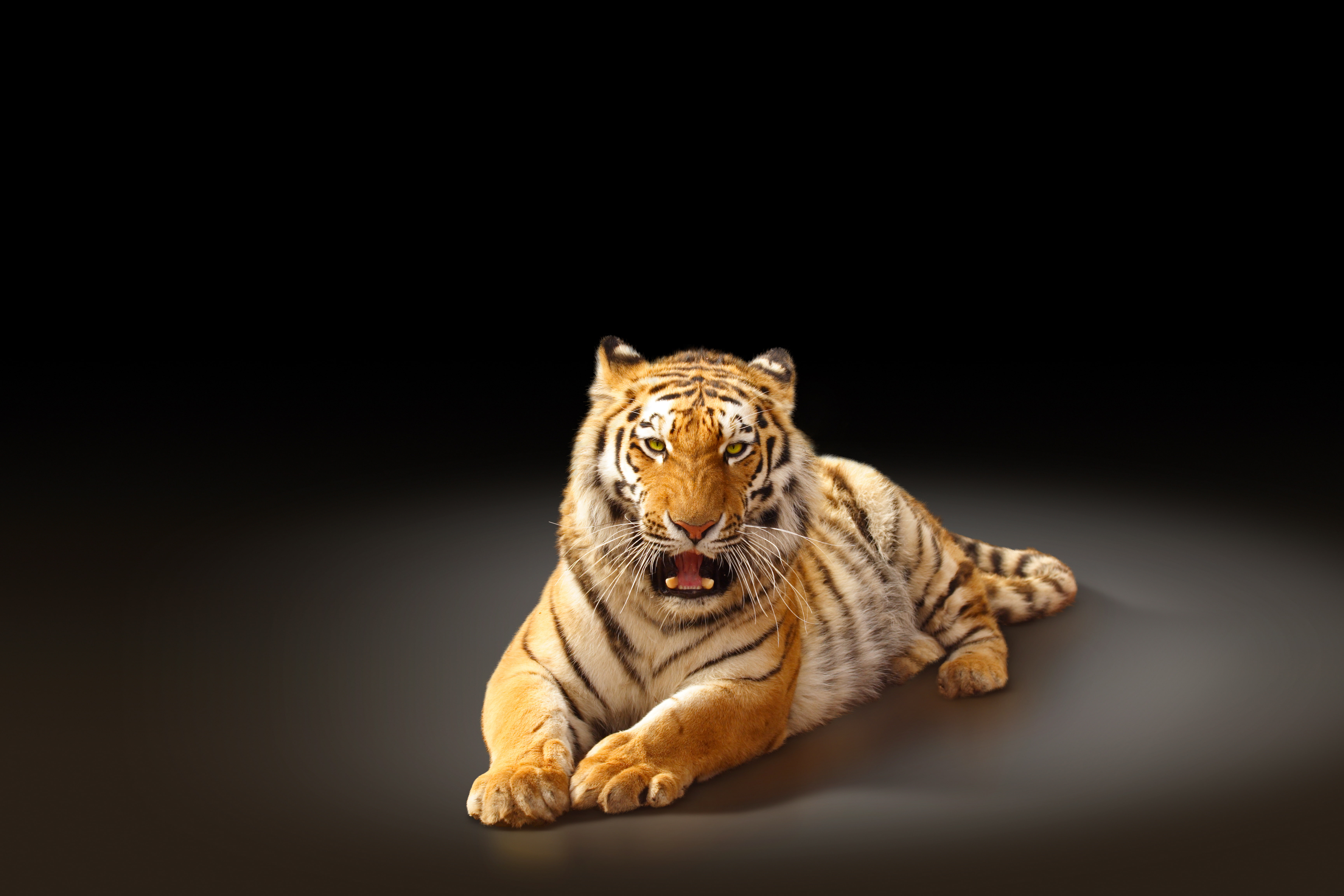 indoors, striped, undomesticated Cat, mammal, studio Shot, looking, siberian Tiger, reclining, safari Animals, aggression, one Animal, danger, endangered Species, HD Wallpaper