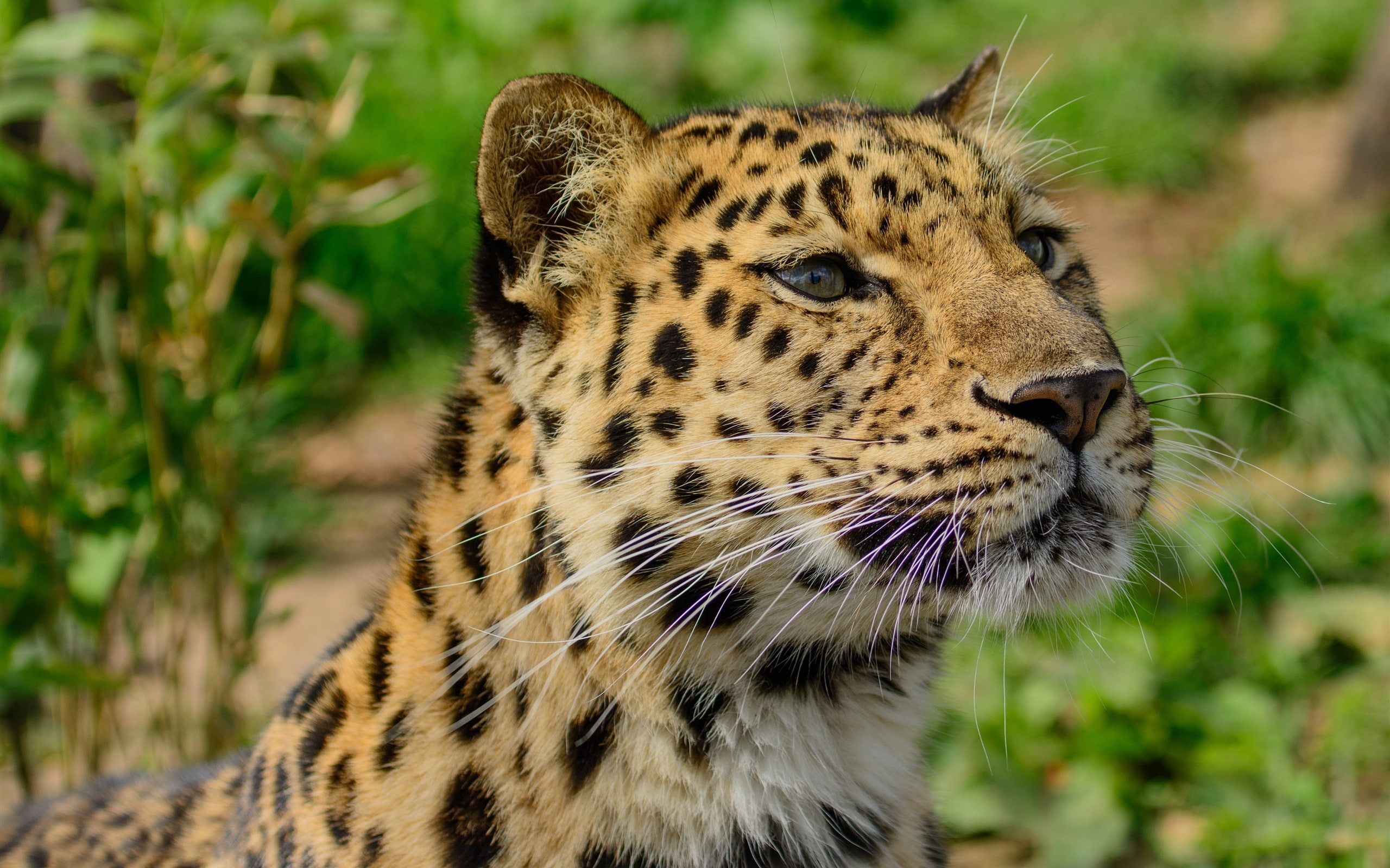 2K, Leopard, Amur, Wild, Predator, Cat, close, HD Wallpaper