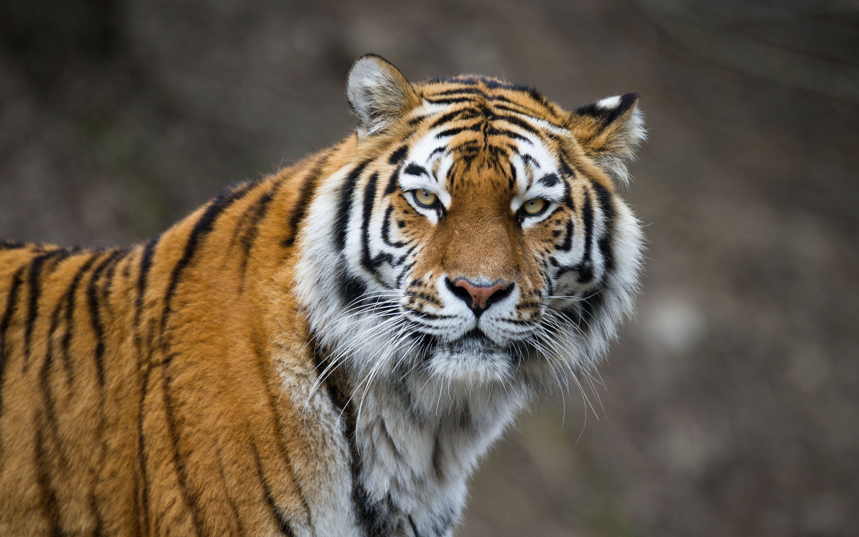 black, eyes, brown, Cat, muzzle, tiger, Amur, bengal, 2K, HD Wallpaper