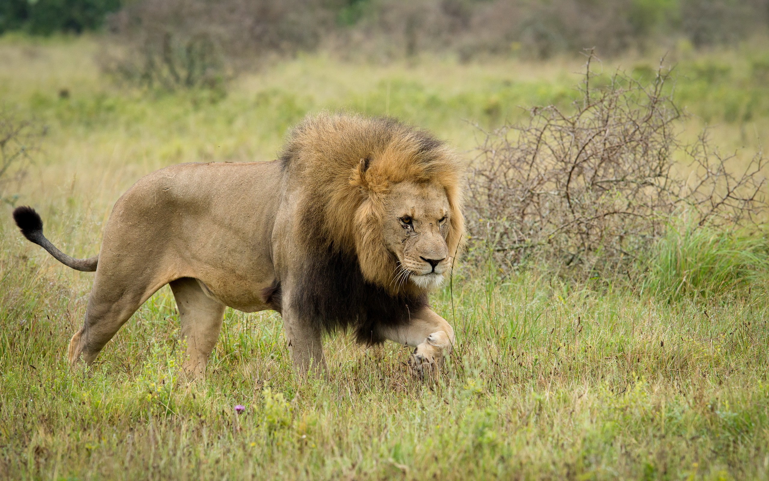 2K, brown, amazing, hd, best, lion, animal, nature, HD Wallpaper