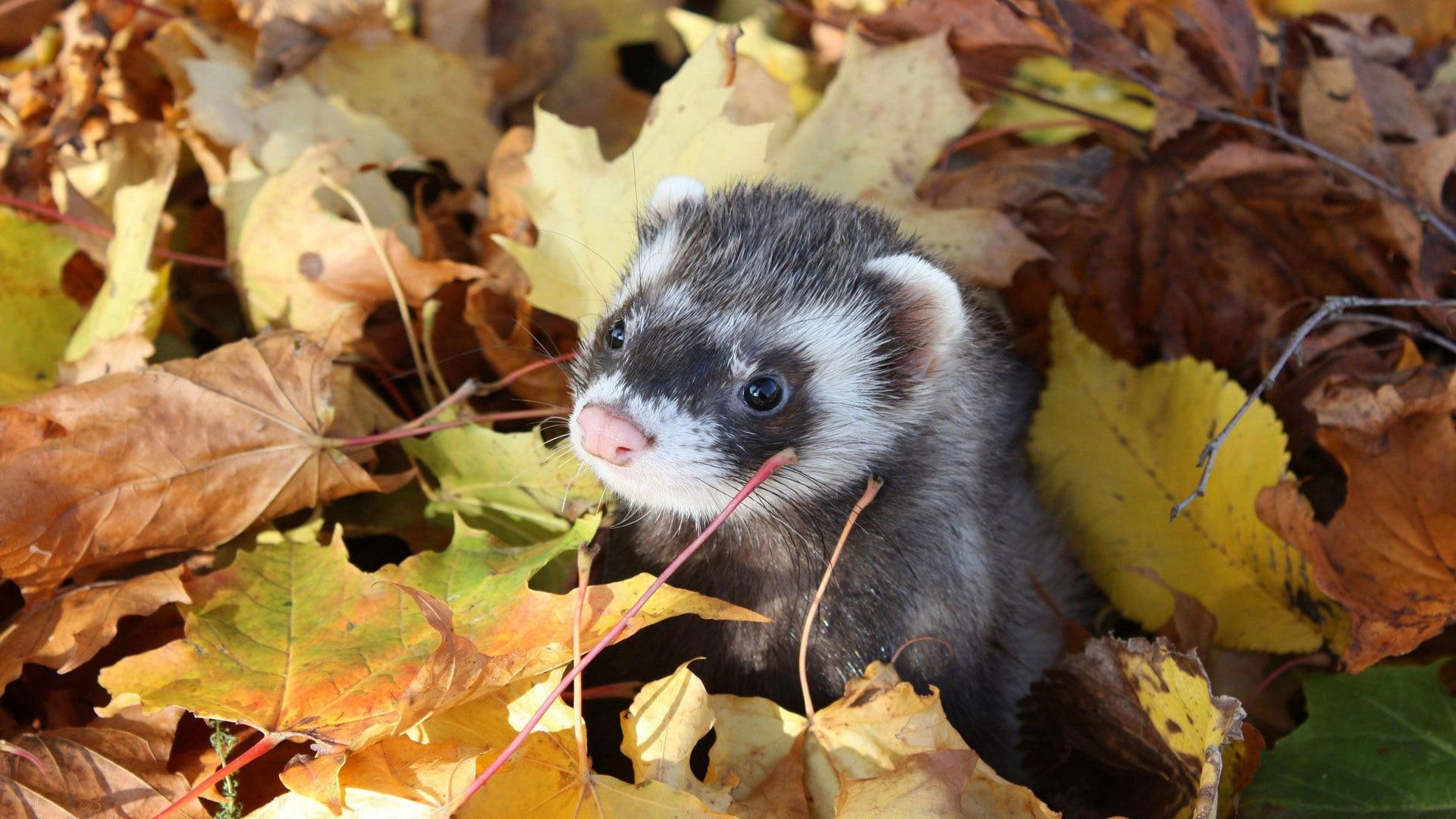 rodent, 1080P, leaves, white, animals, brown, ferret, 1920x1080, HD Wallpaper